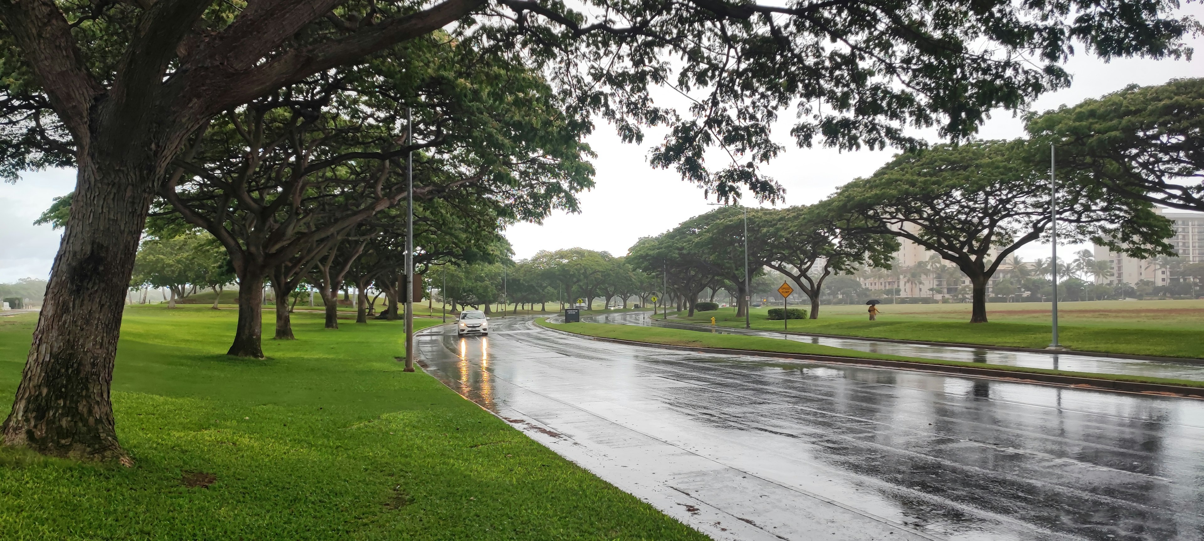 Rainy day road lined with trees green grass and puddles