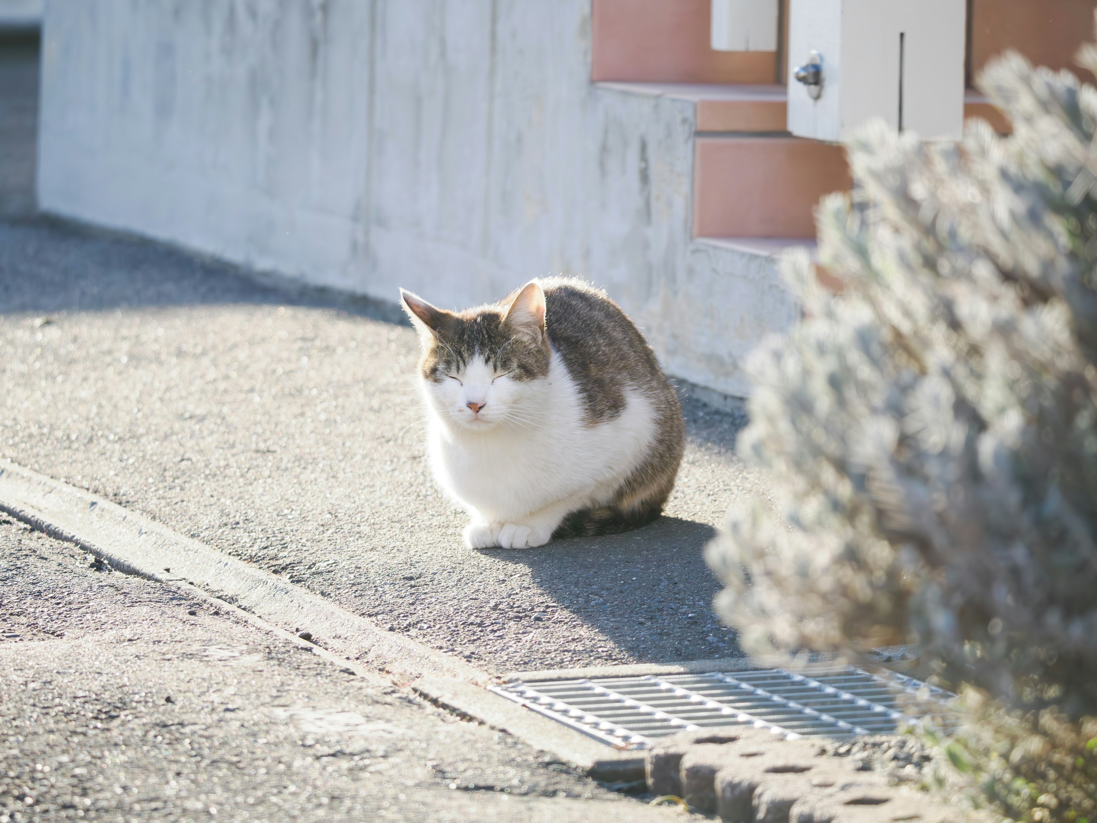 一只在阳光下坐着的白色和棕色的猫