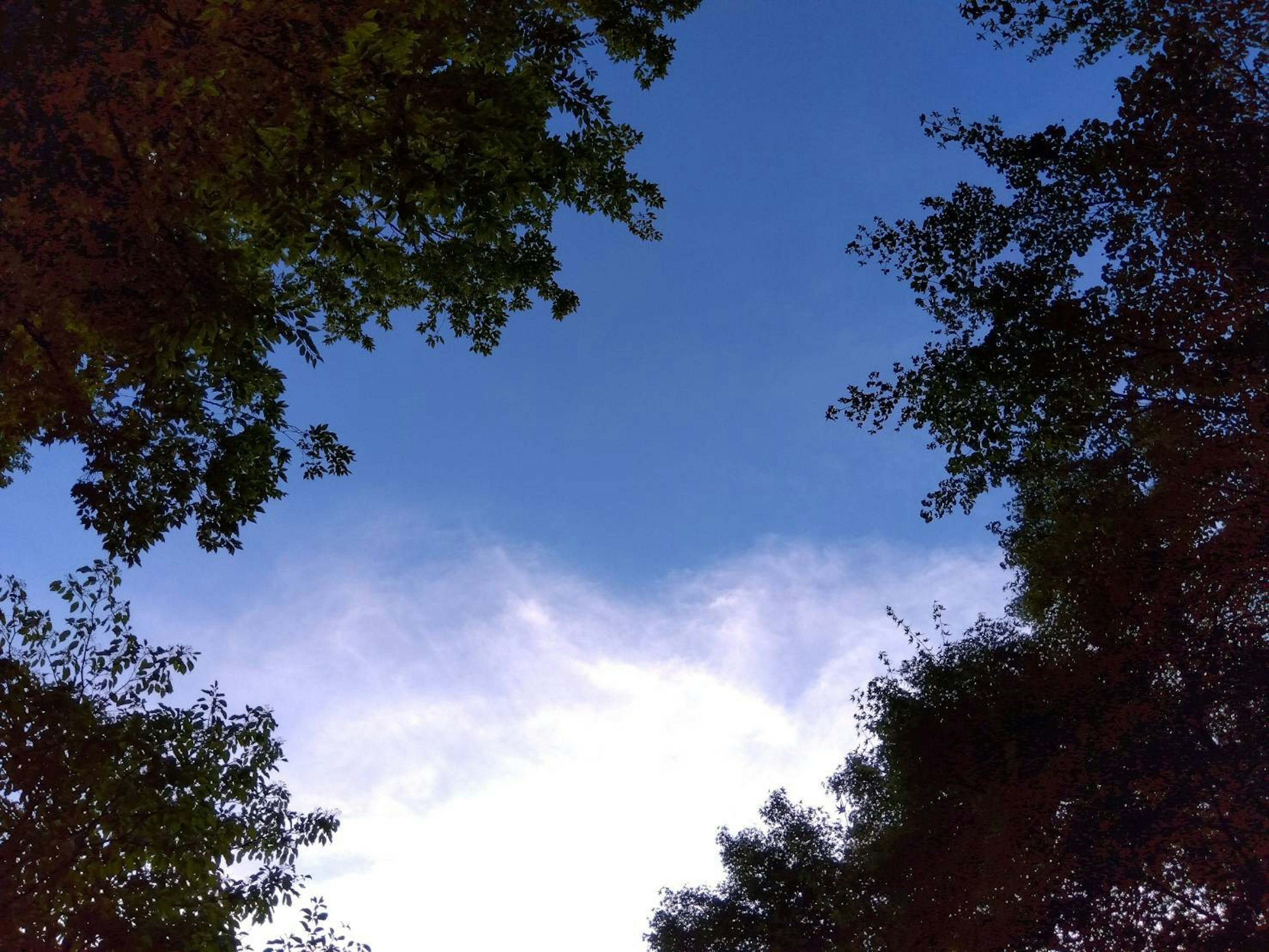 Frame of lush green trees under a clear blue sky