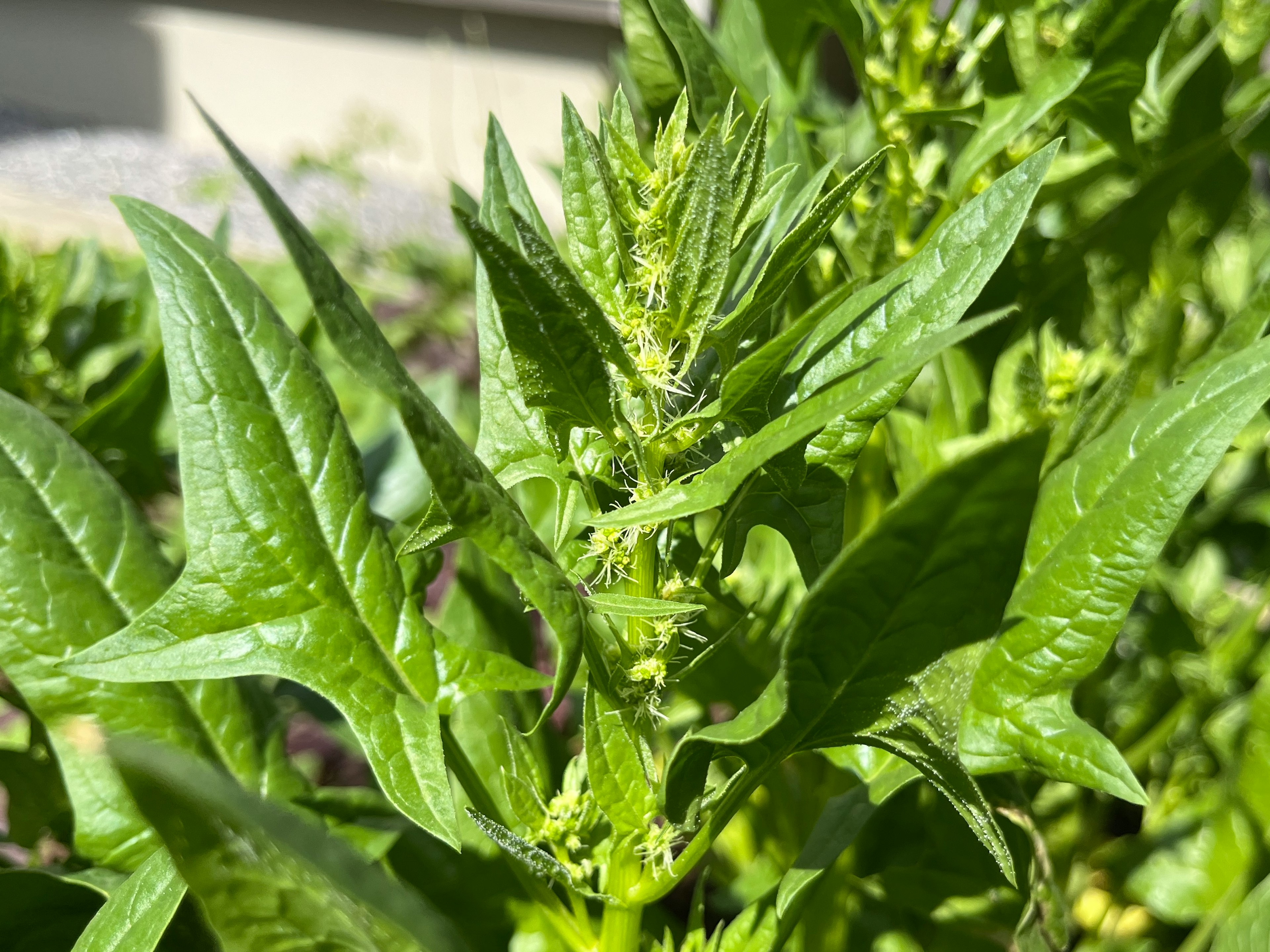 緑色の葉が豊かに茂る植物のクローズアップ写真