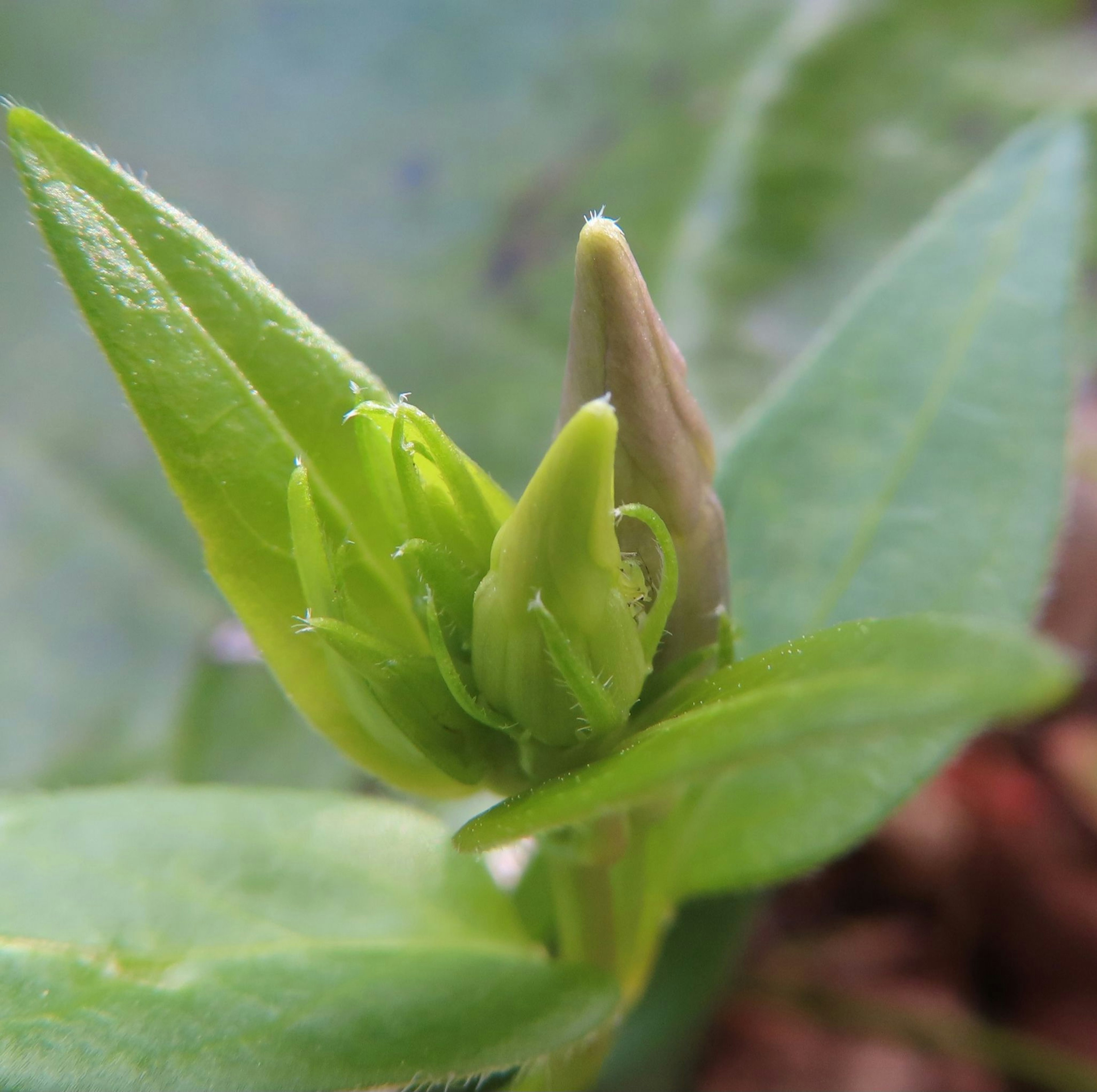 緑の葉に囲まれたつぼみのある植物のクローズアップ