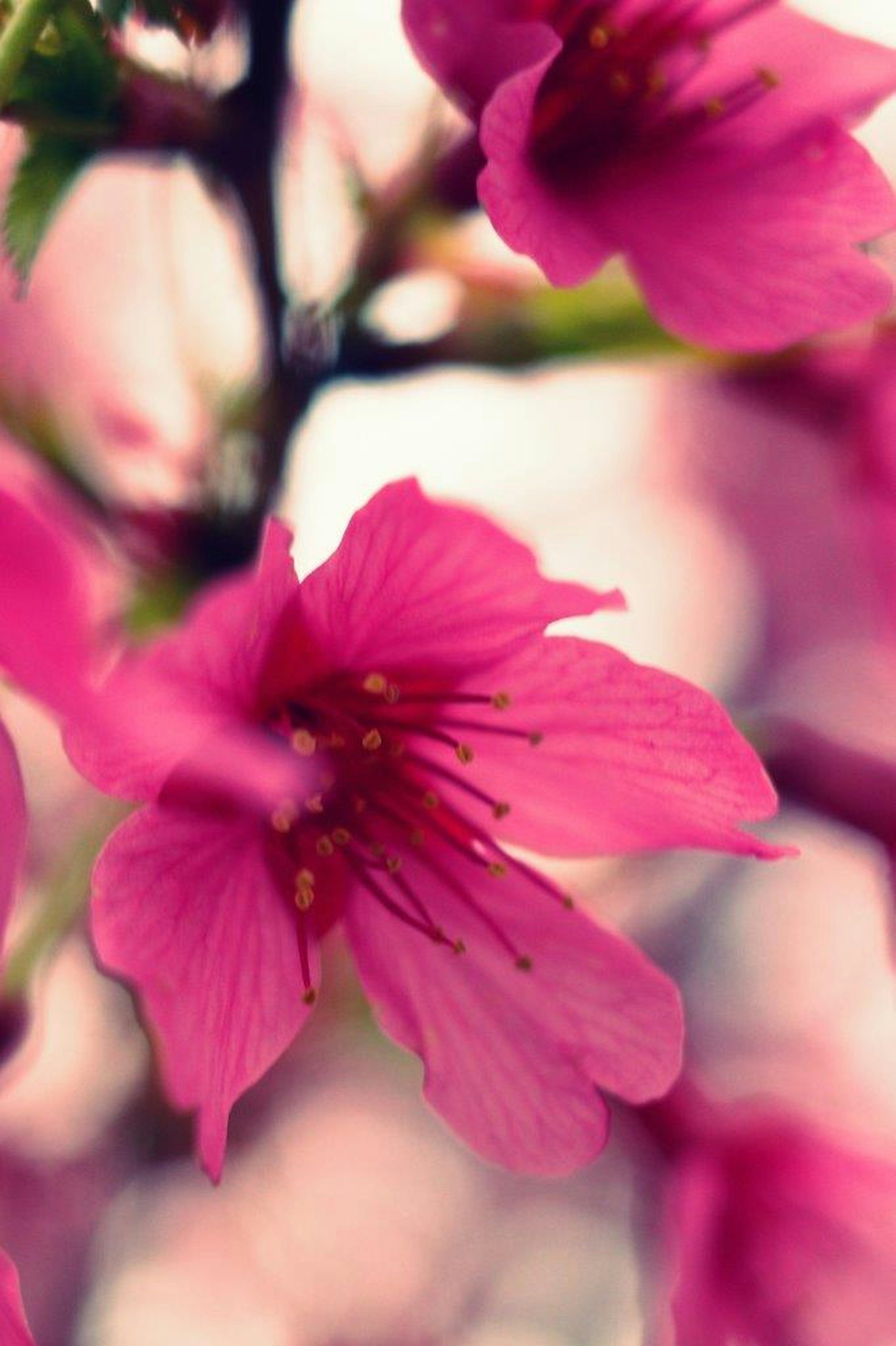 Nahaufnahme von schönen Kirschblüten mit rosa Blütenblättern und lebhaften gelben Staubfäden