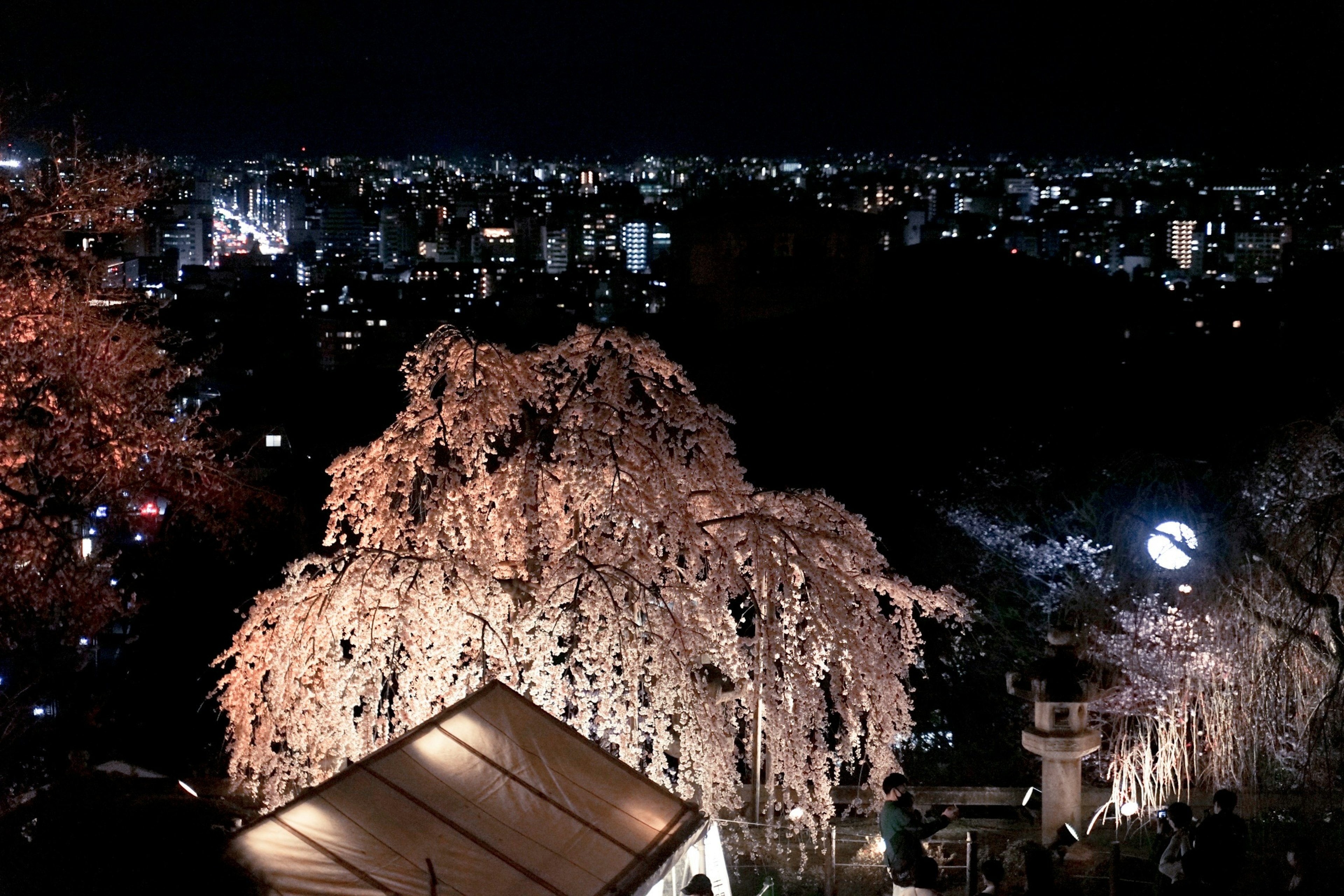 Vista nocturna con cerezos en flor y luces de la ciudad