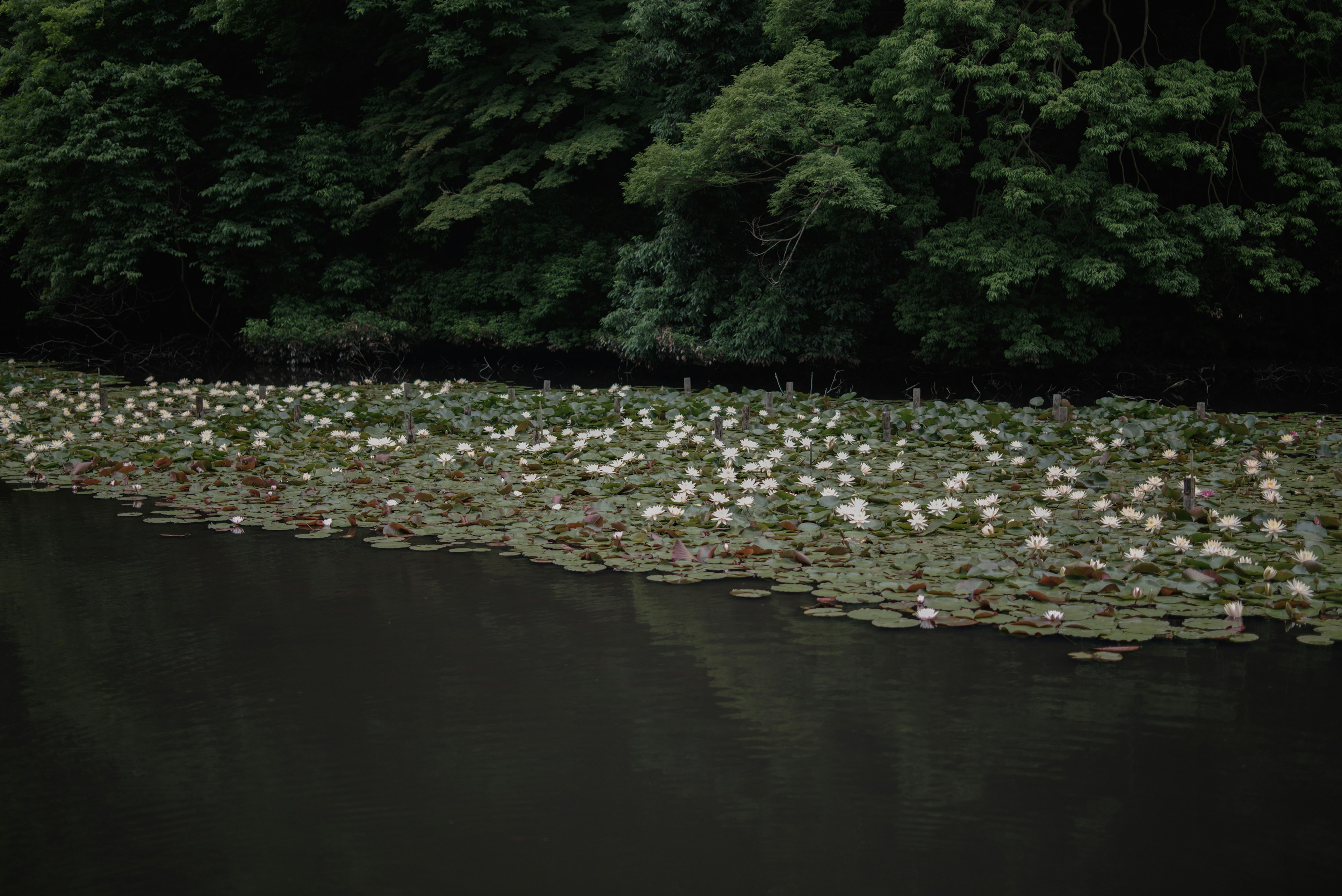 Weiße Seerosen, die auf einem ruhigen See schwimmen, umgeben von grünen Bäumen