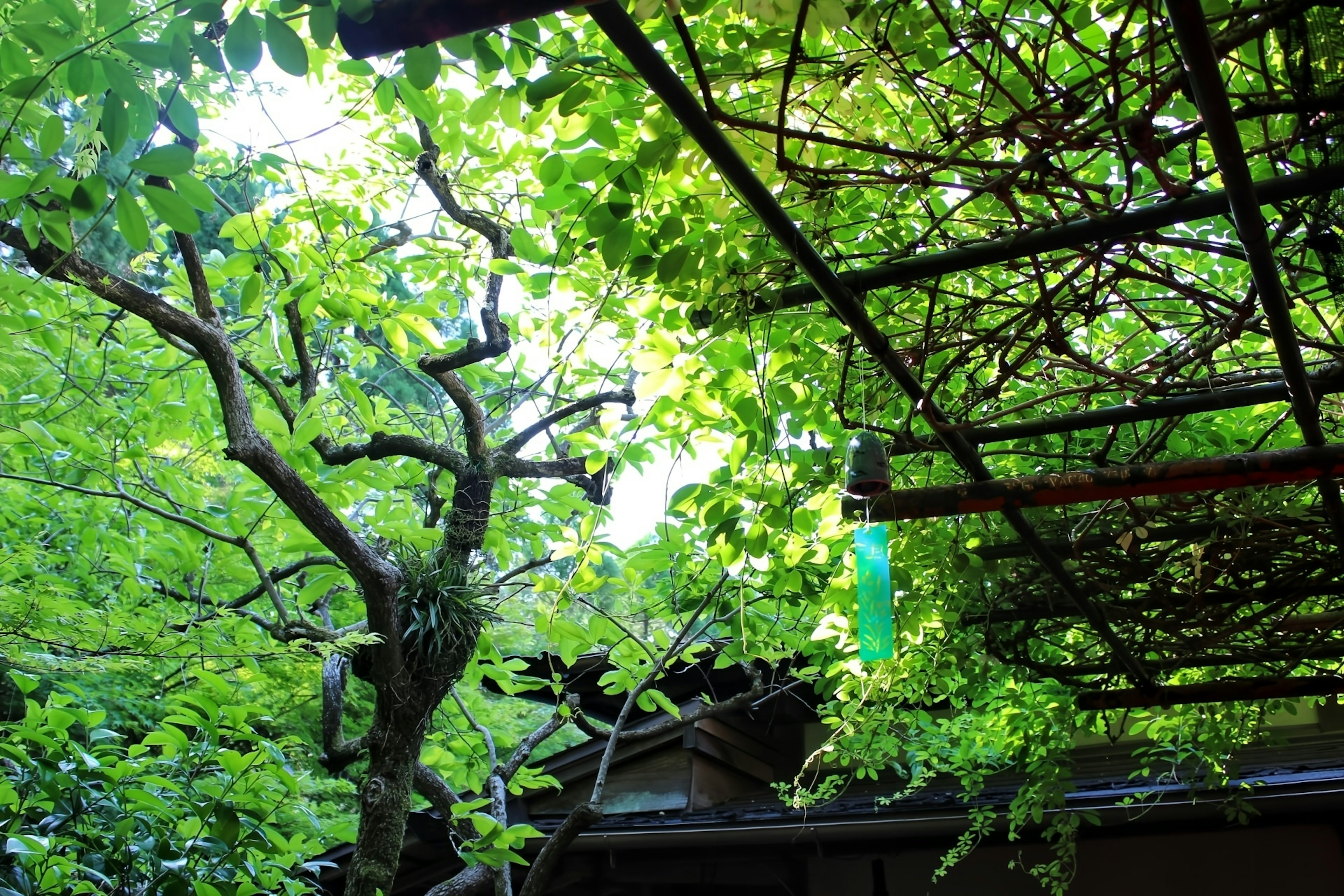 緑の葉が茂る木々と格子状の屋根を持つ風景