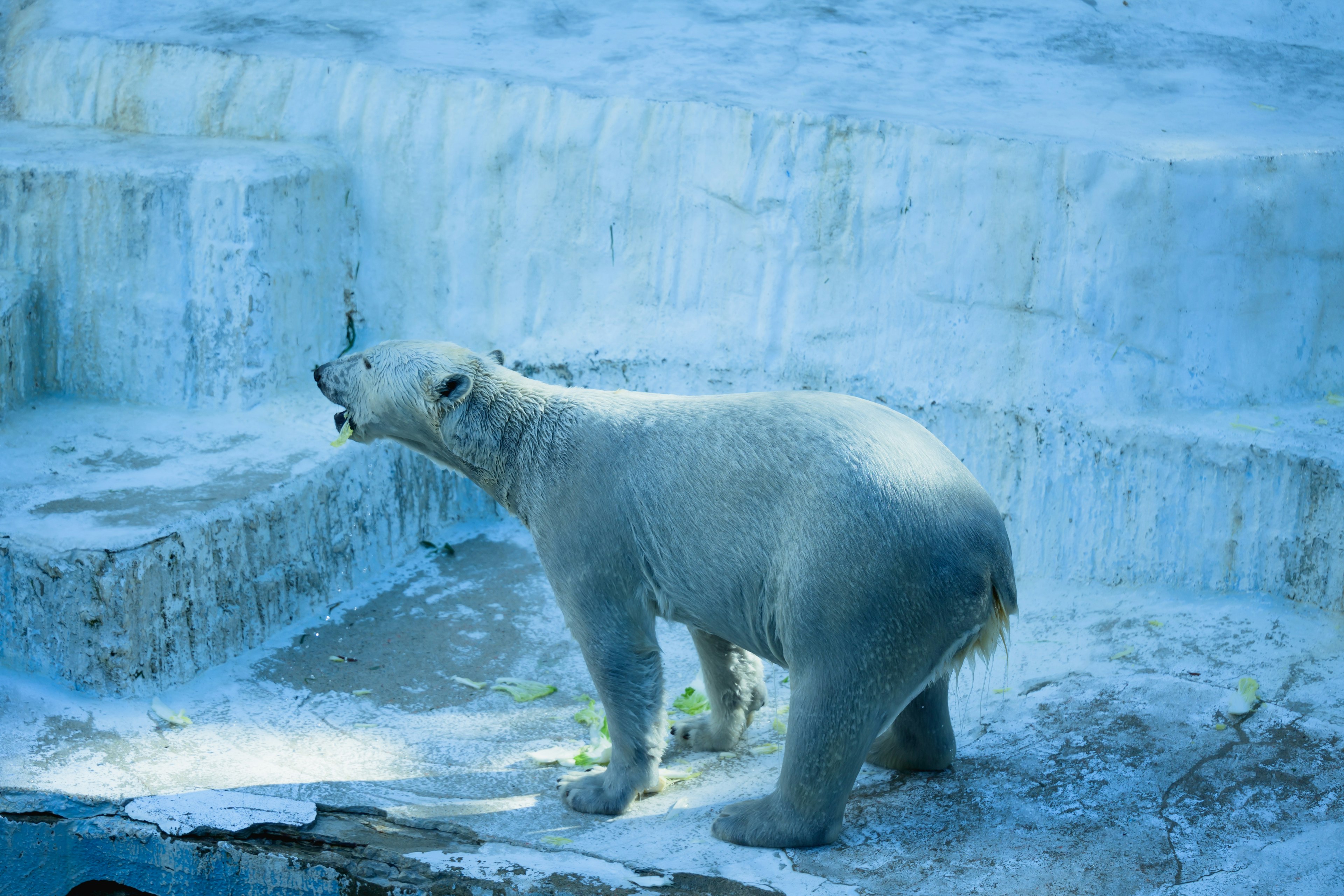 Eisbär steht in einer verschneiten Umgebung