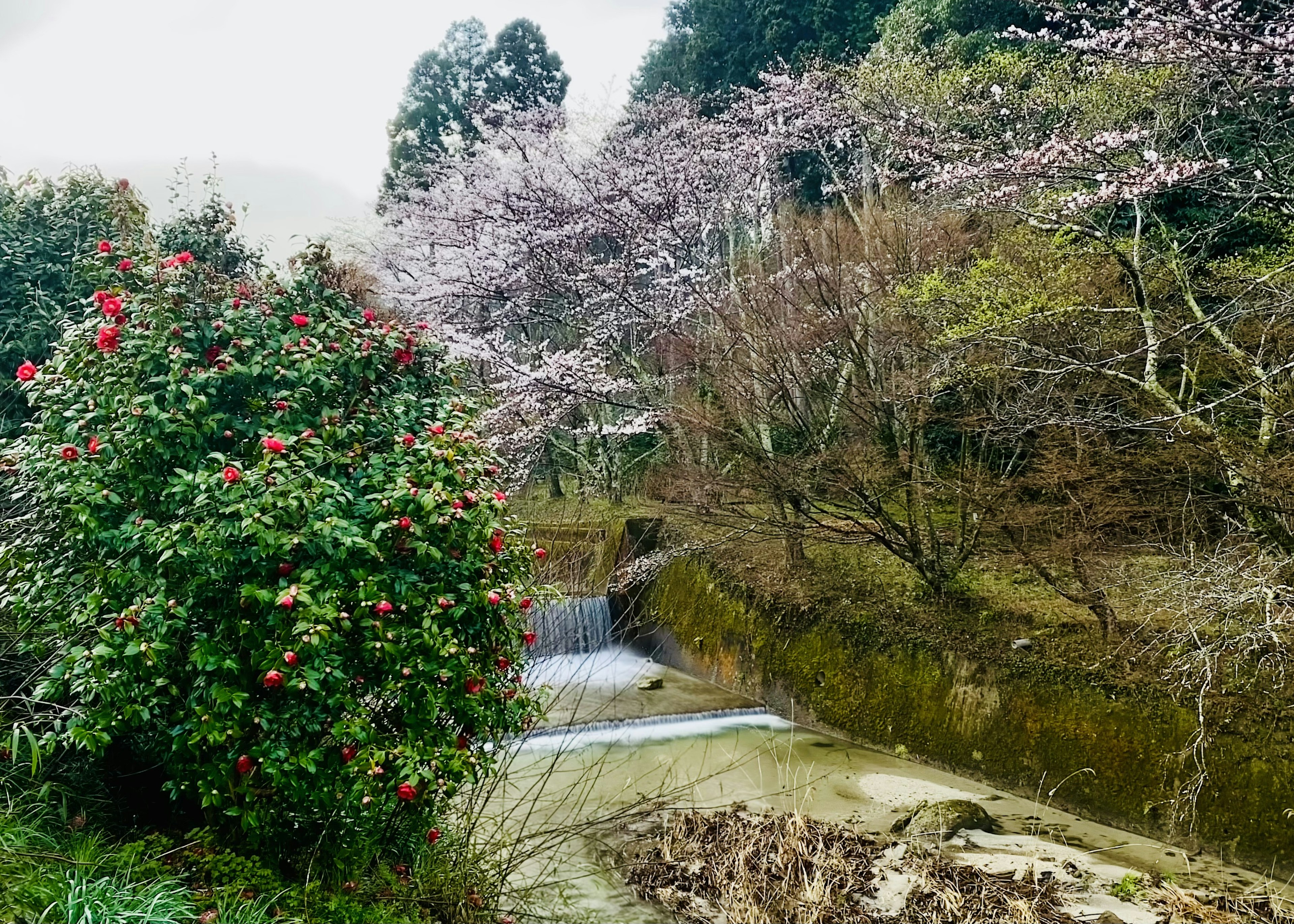 自然景觀，河流和櫻花樹，附近有紅花灌木