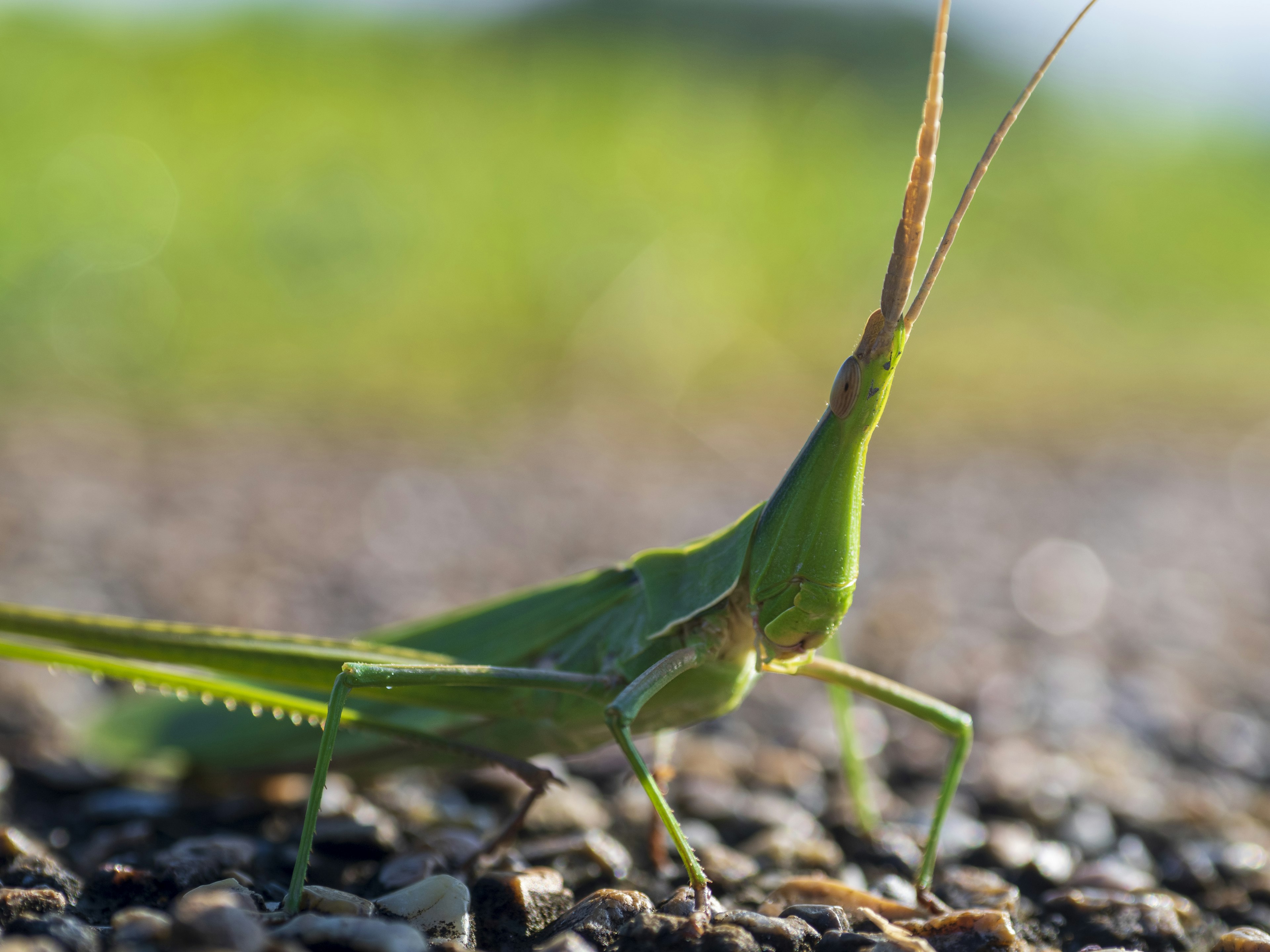 Close-up photo of a green grasshopper on the ground