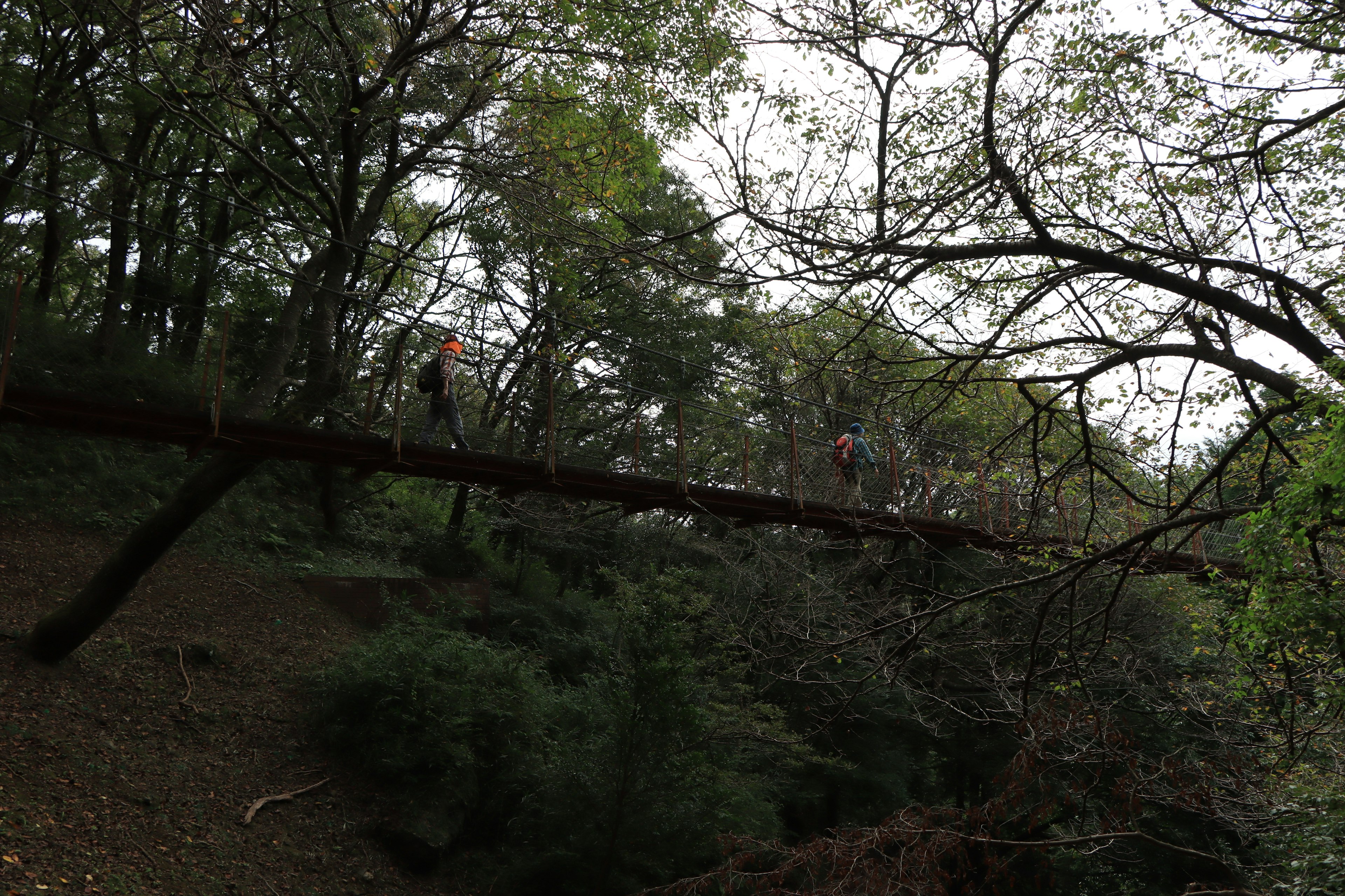 Árbol caído en un entorno forestal