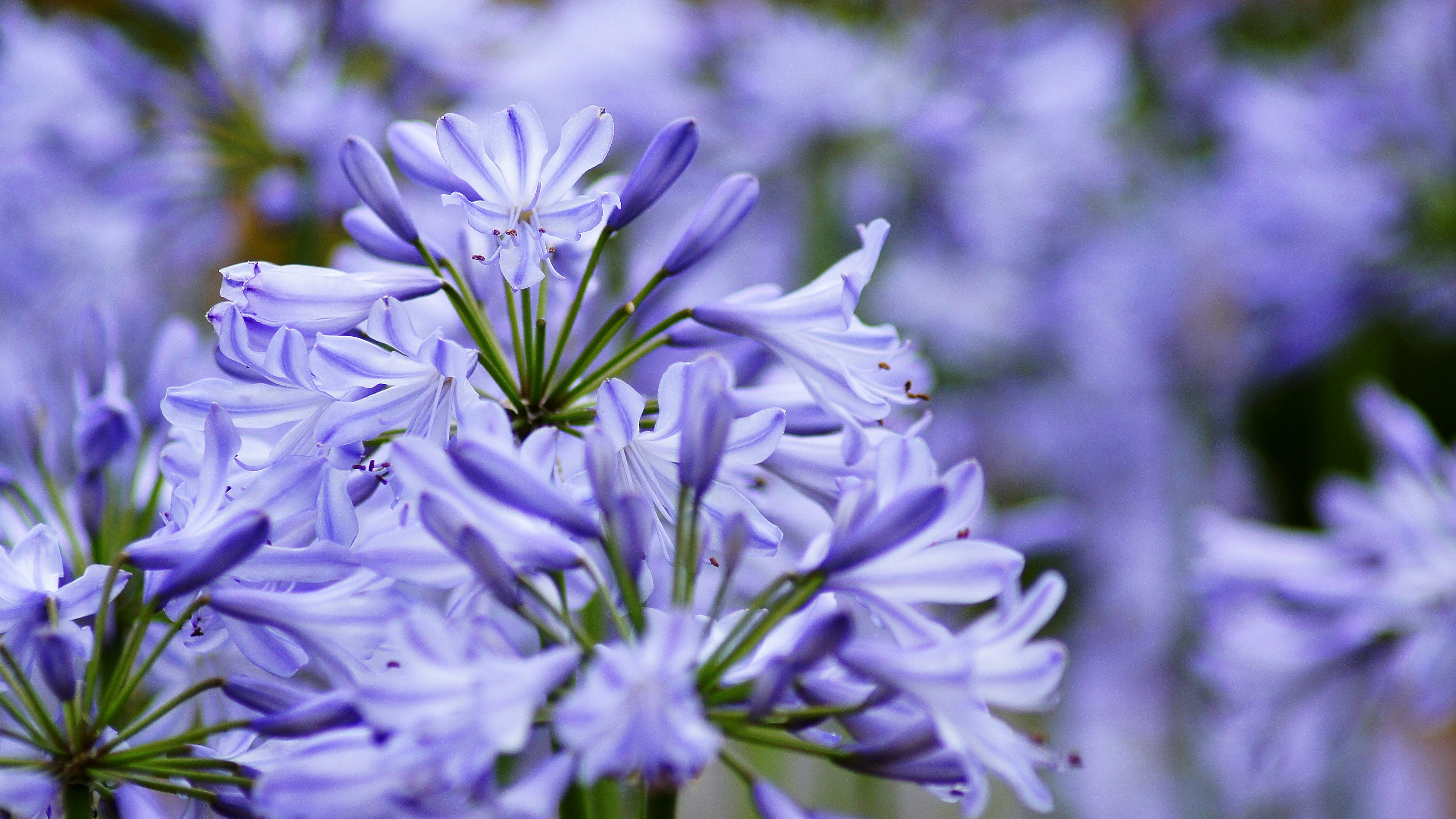 Acercamiento de flores moradas en flor