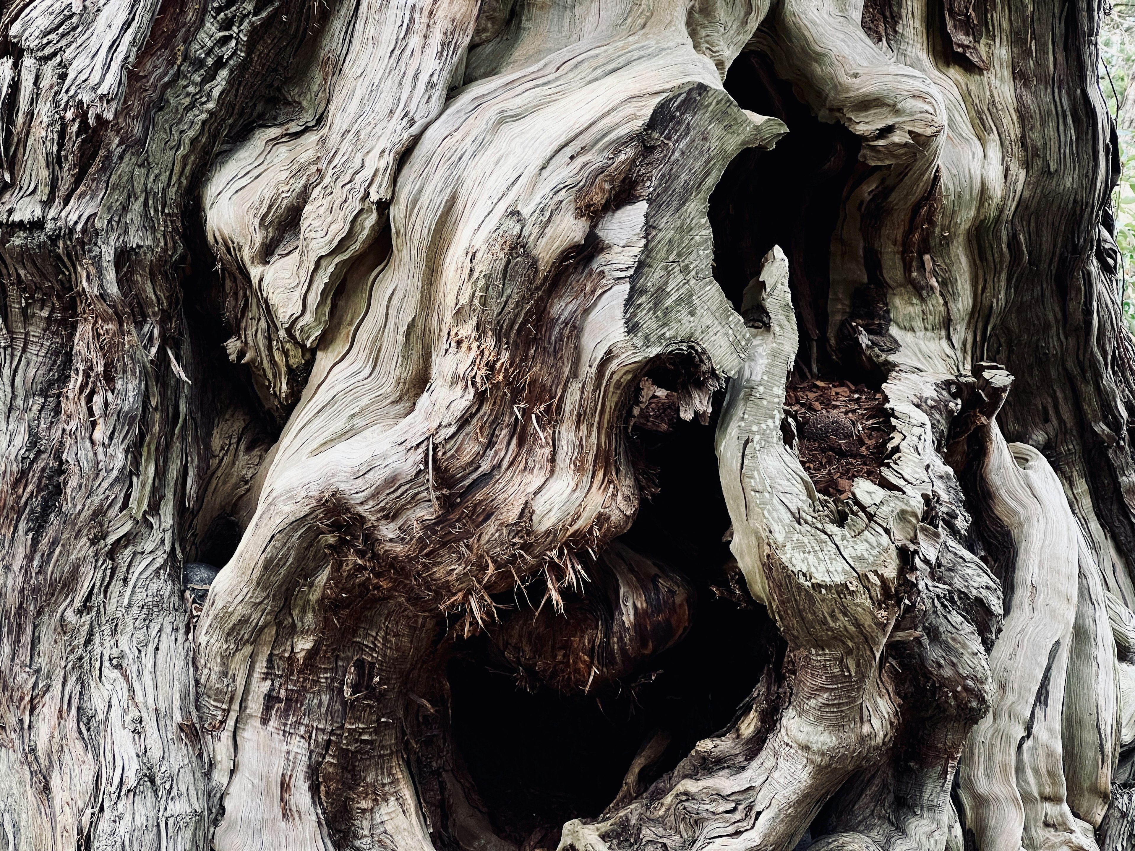 Intricate patterns and textures of a tree trunk