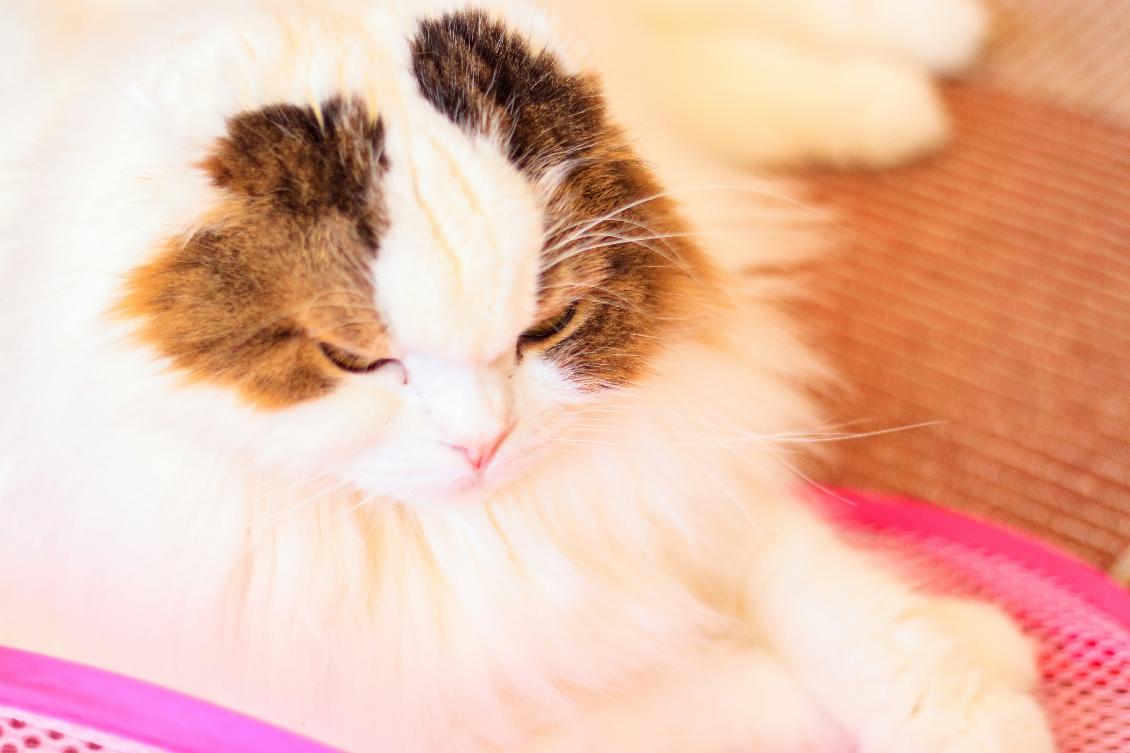 Fluffy white cat resting on a pink basket