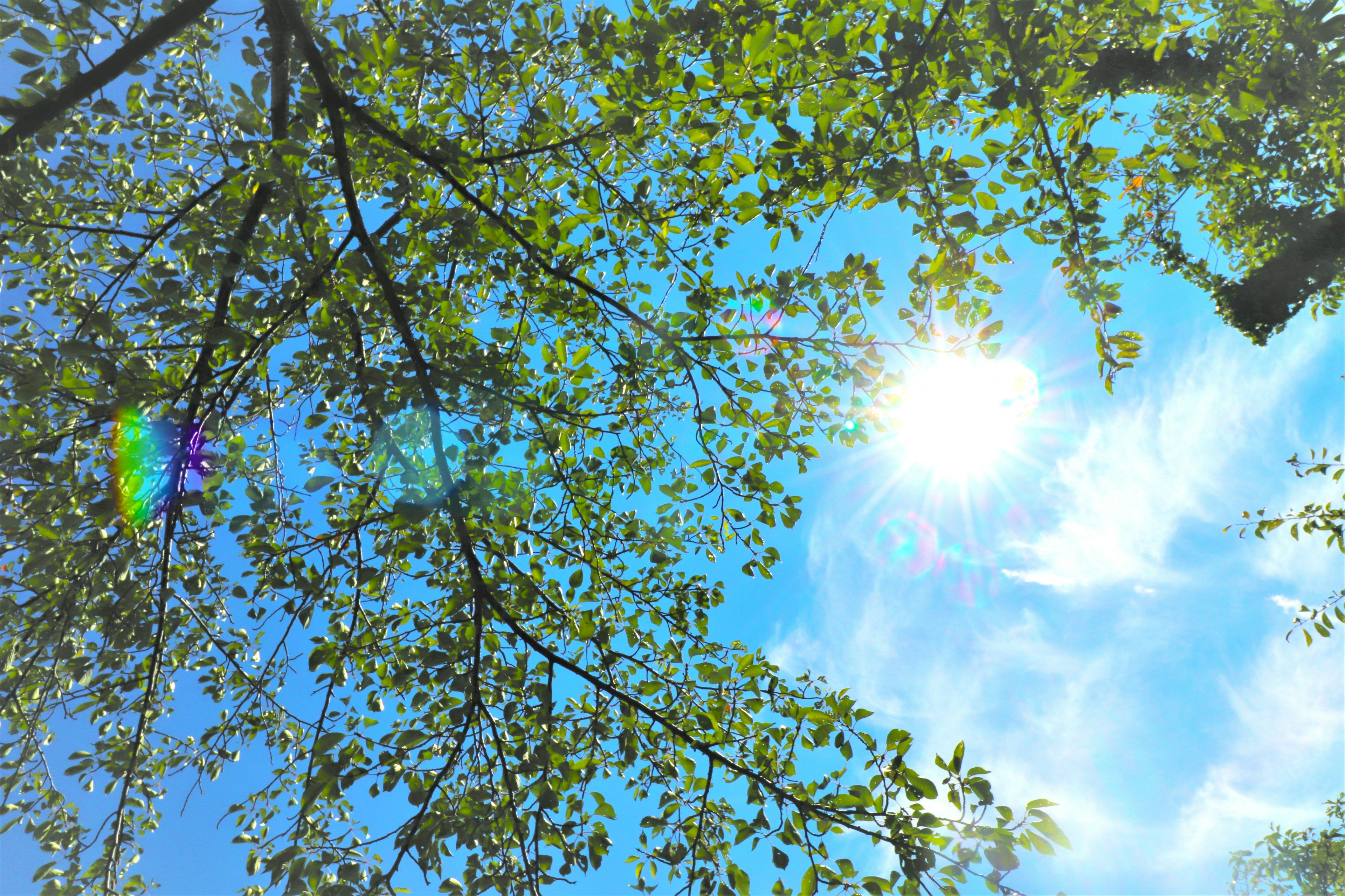 Green leaves against a bright blue sky with sun rays