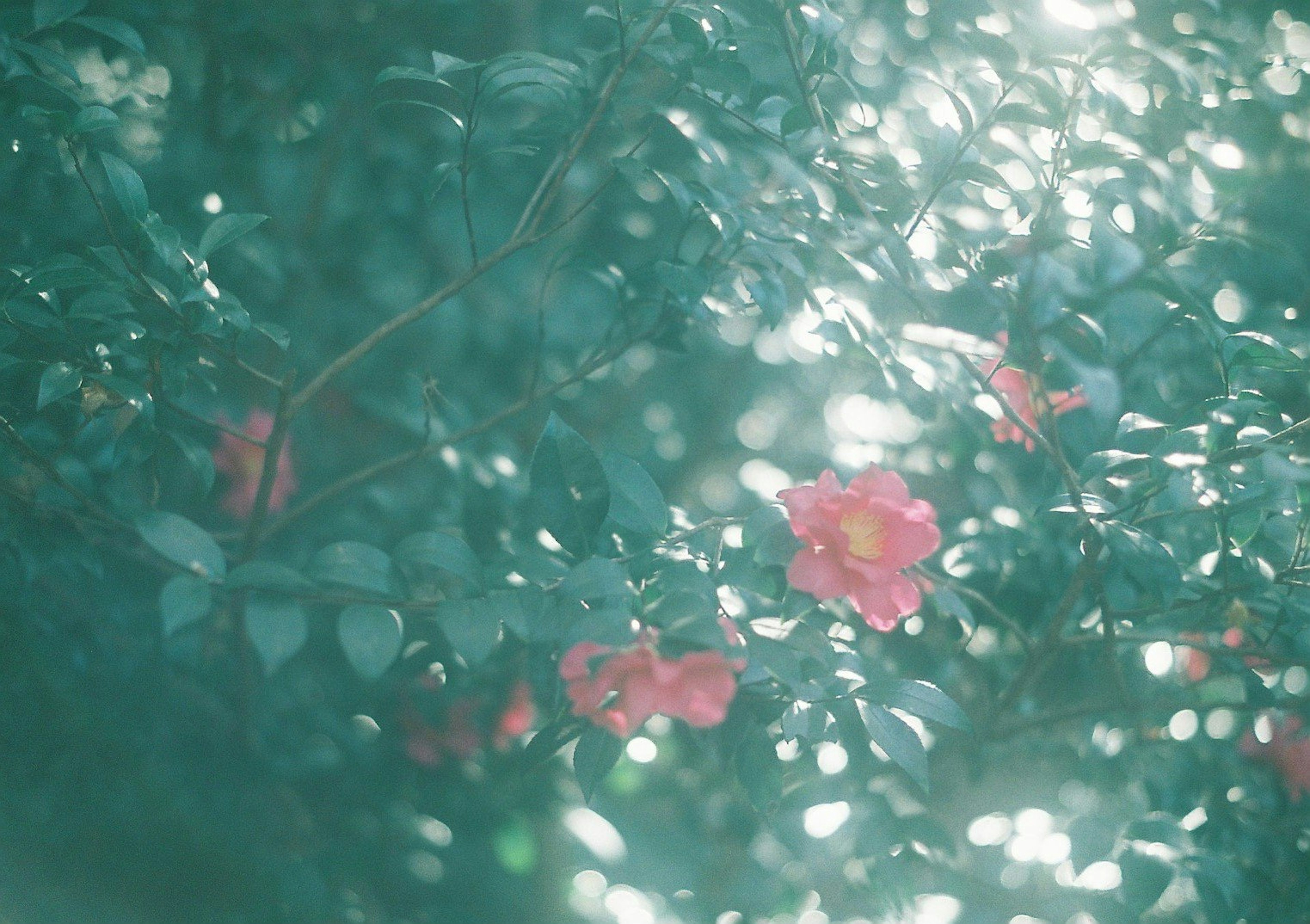 緑色の葉と淡いピンクの花が輝く柔らかい光の中にあるシーン