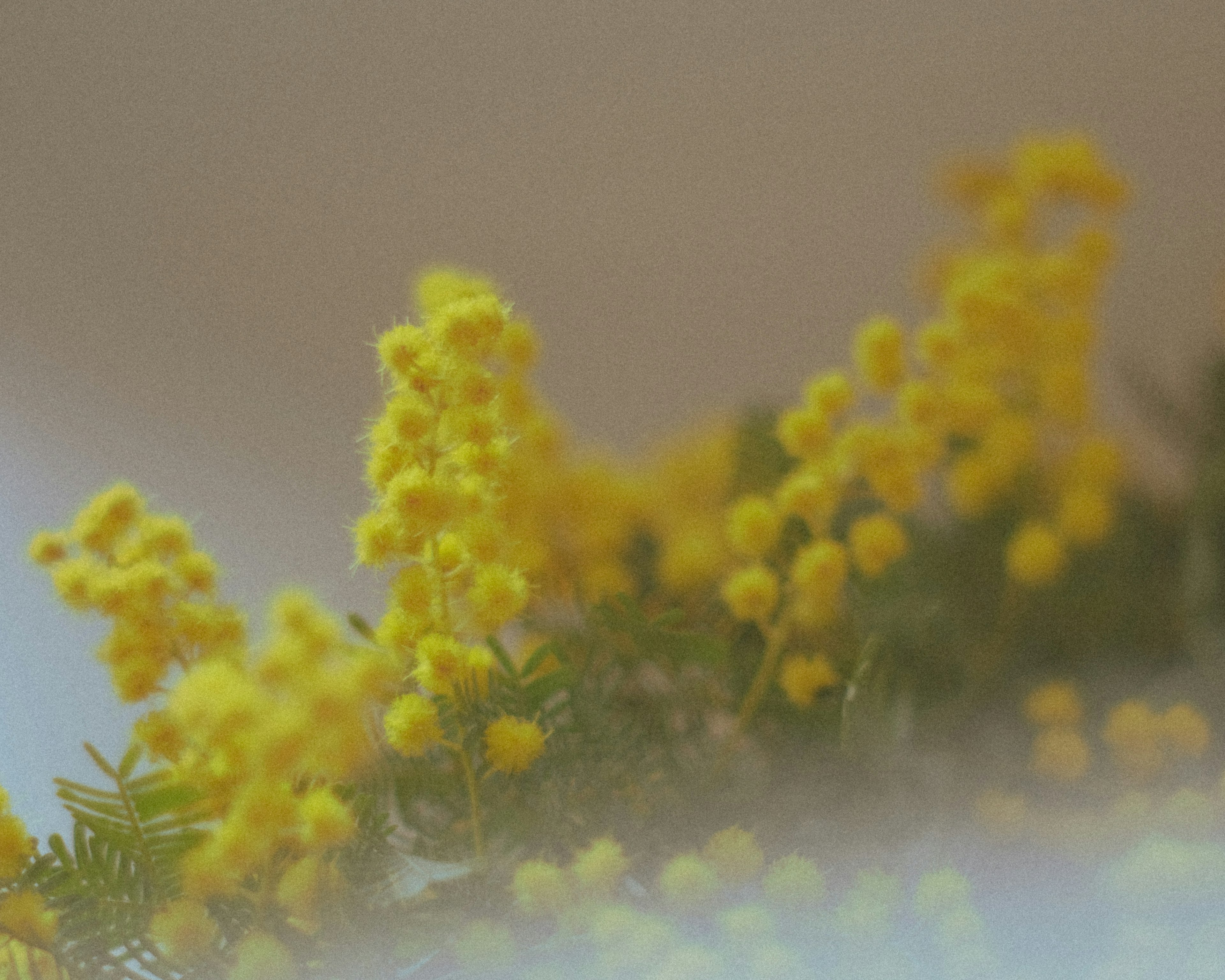 Vibrant yellow mimosa flowers against a softly blurred background