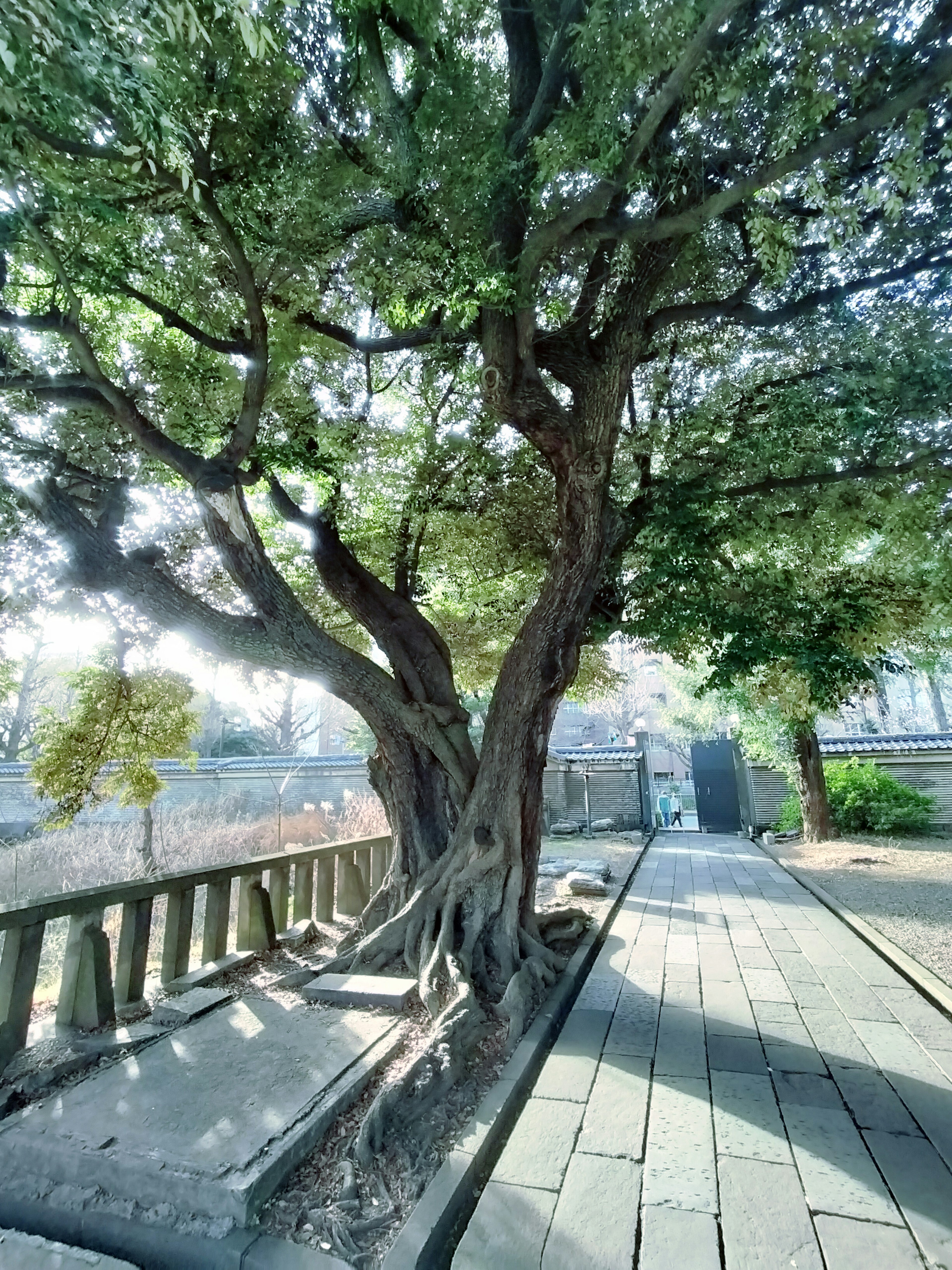 Un grande albero con tronco tortuoso accanto a un sentiero di pietra