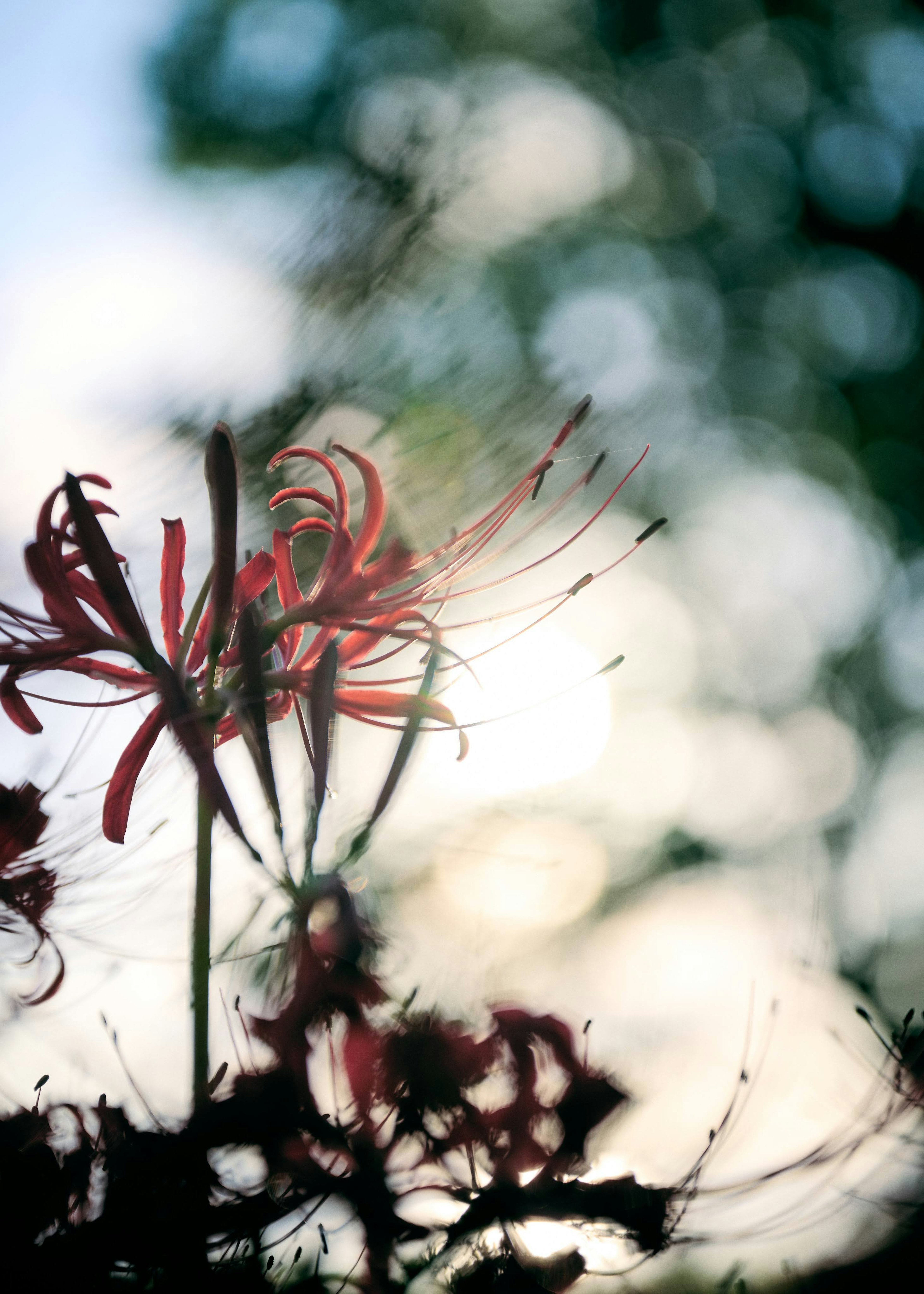 Cluster of red spider lilies blooming softly against a blurred background