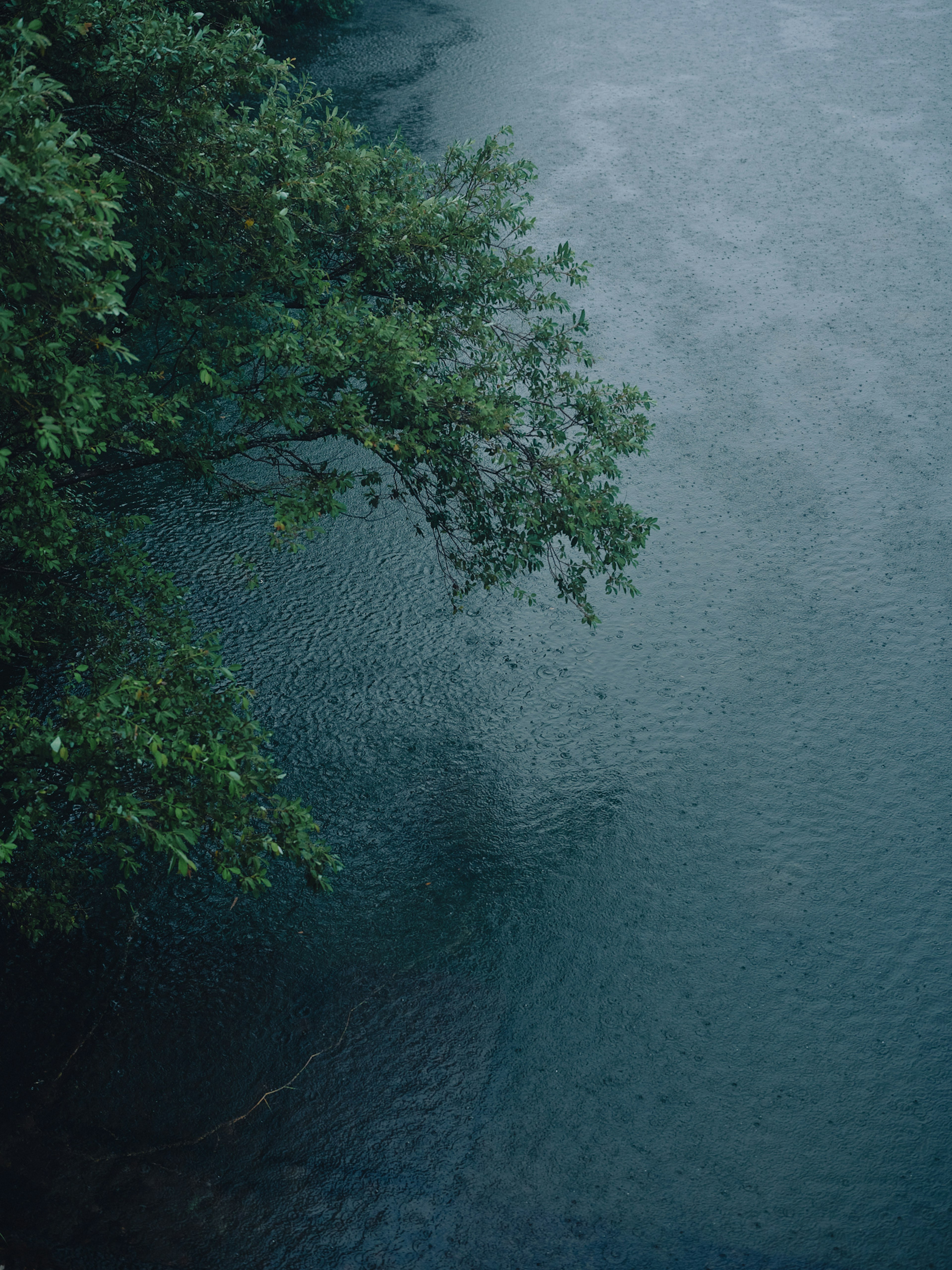 寧靜的藍色水面上方有綠色樹枝的場景