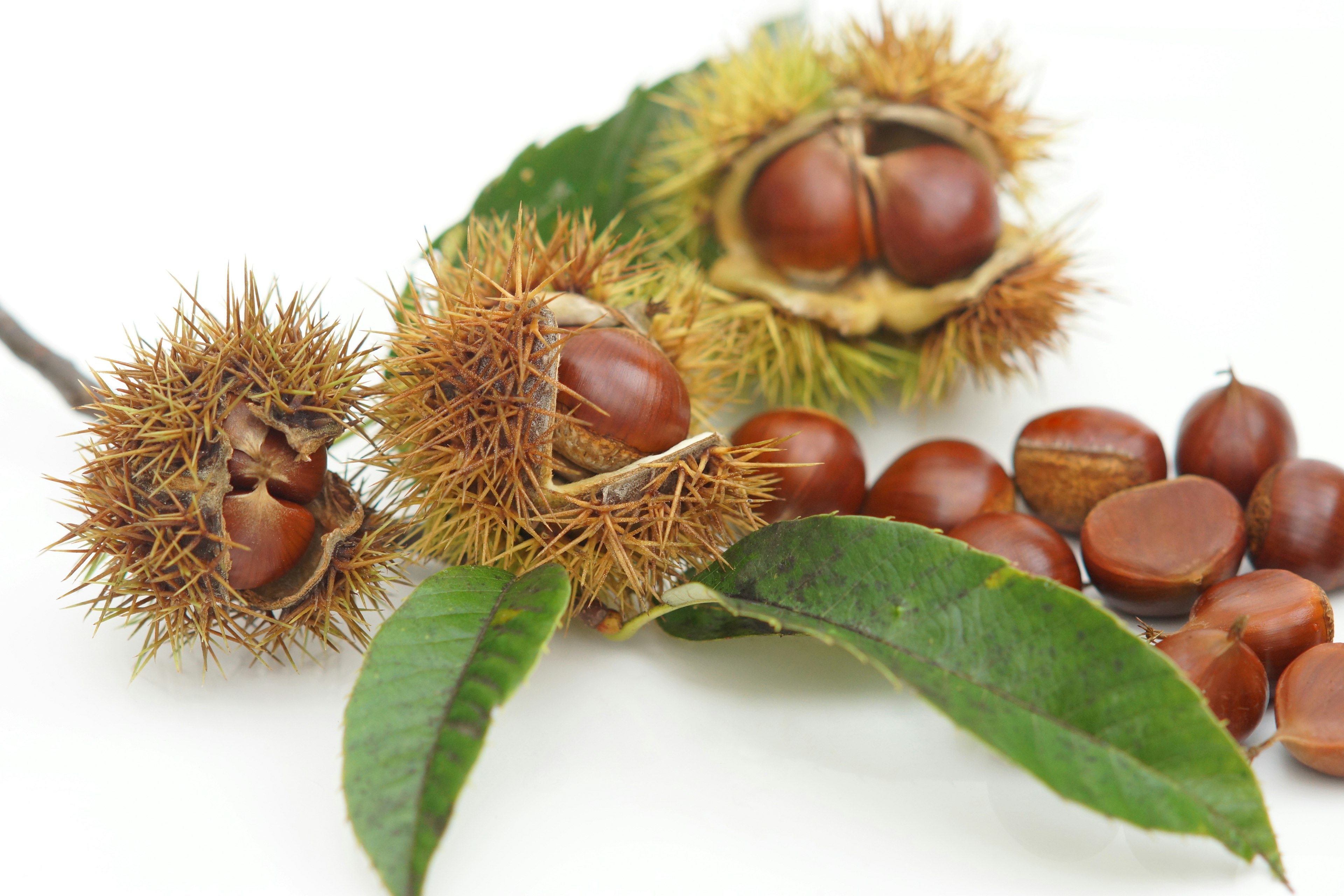 Photo of chestnut husks and leaves featuring brown chestnuts