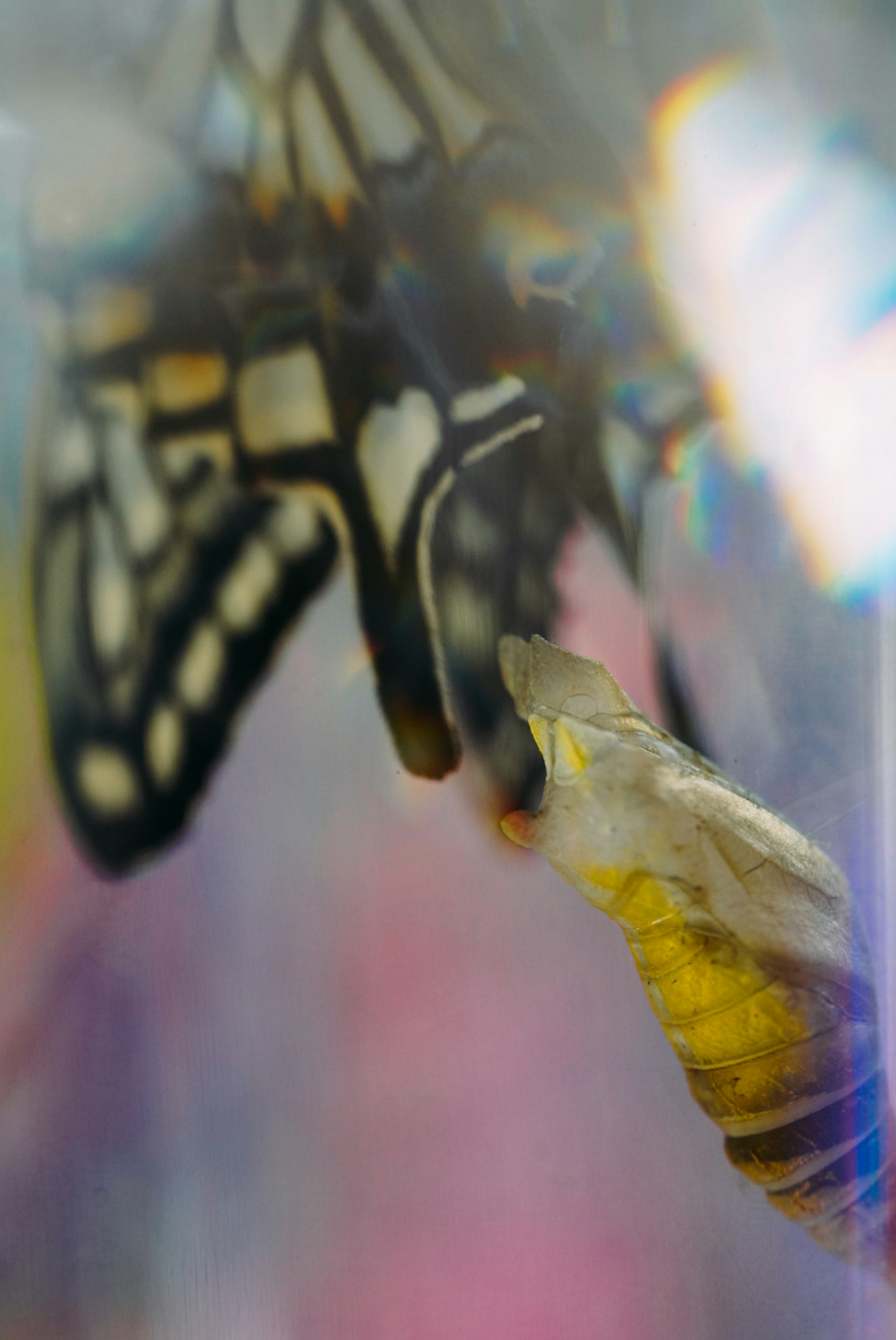 Close-up of a butterfly chrysalis and adult butterflies blurred background