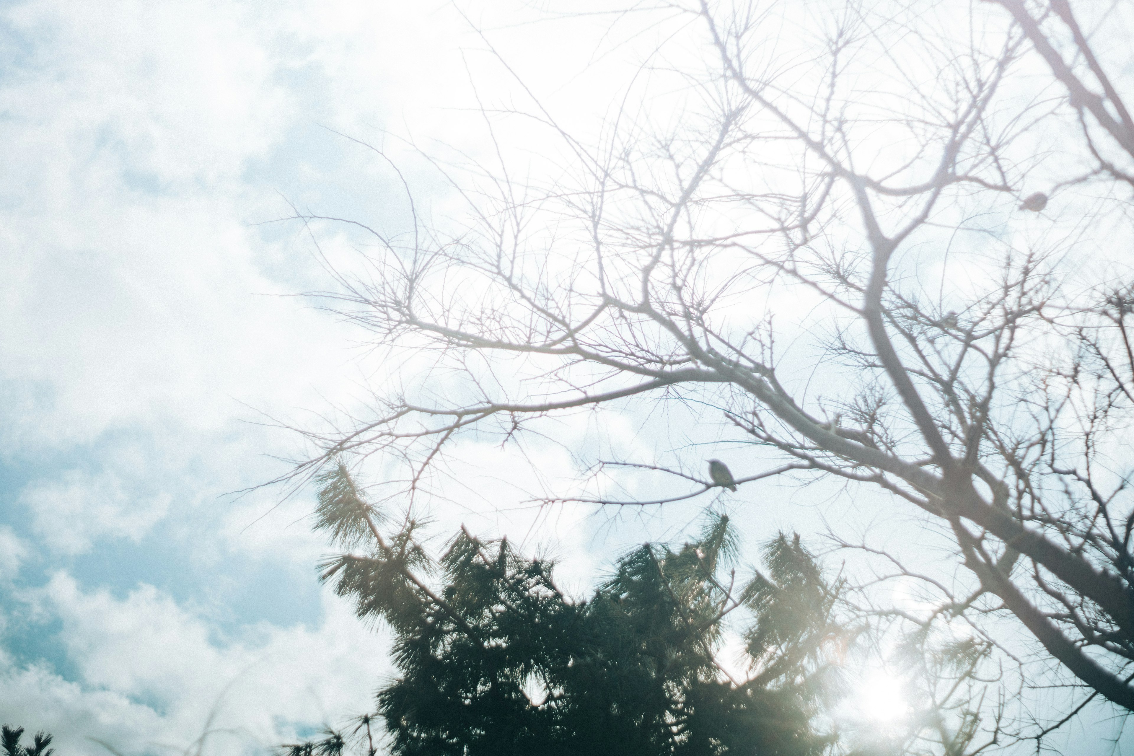 Silhouette of a bird perched on a branch against a bright sky