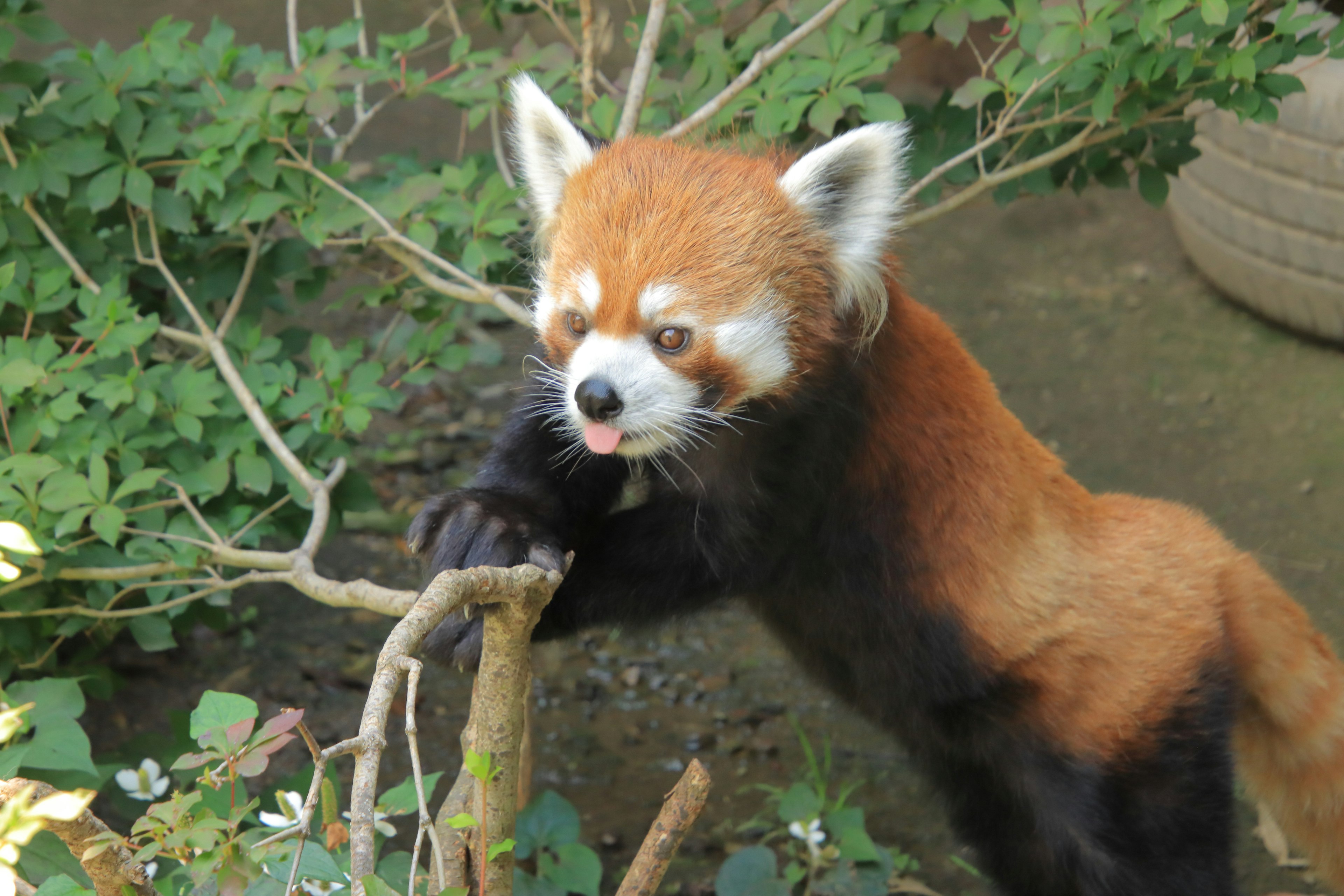 Panda merah bersandar pada cabang dengan vegetasi subur