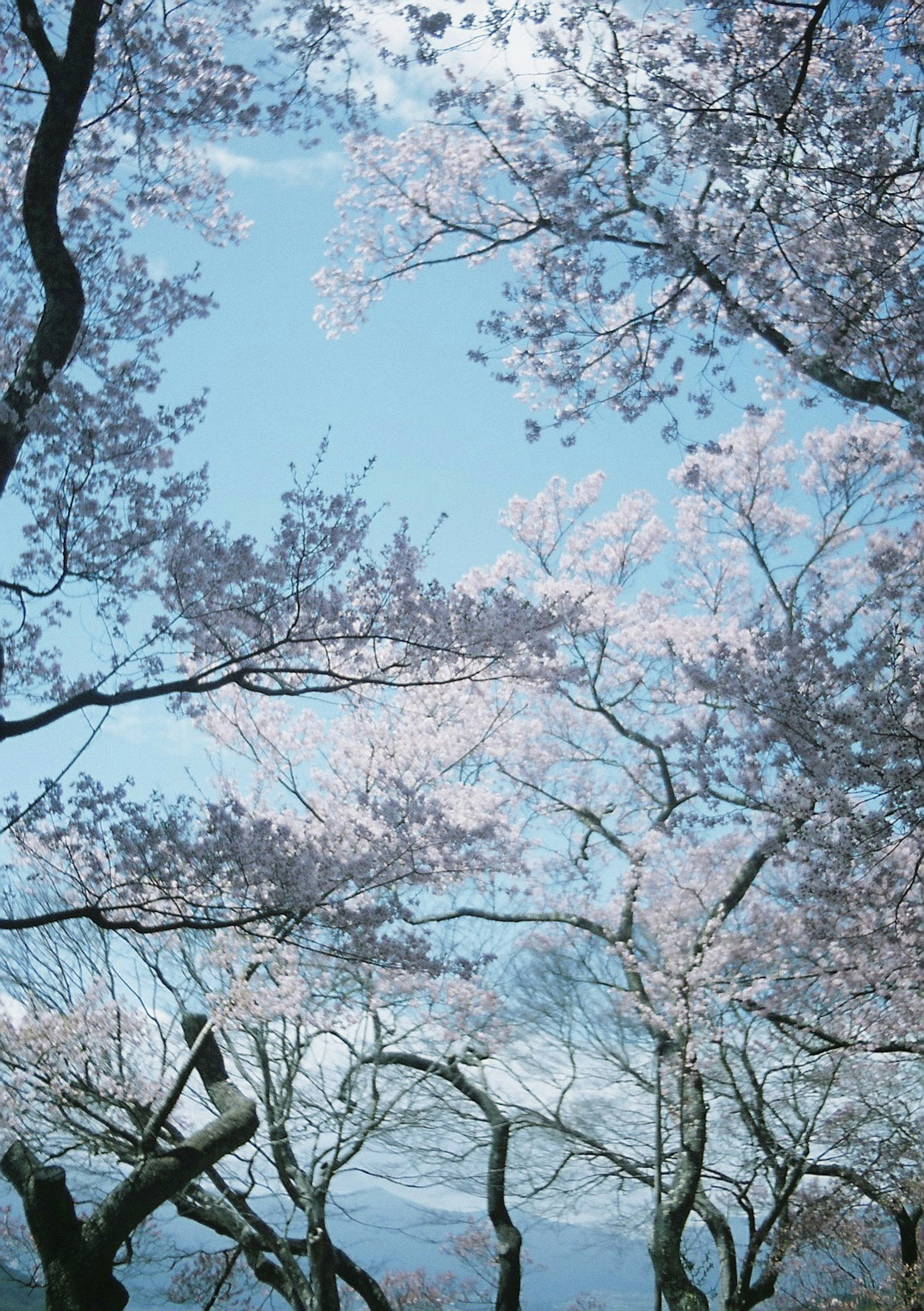 青空の下に咲く桜の花と枝の美しい景色