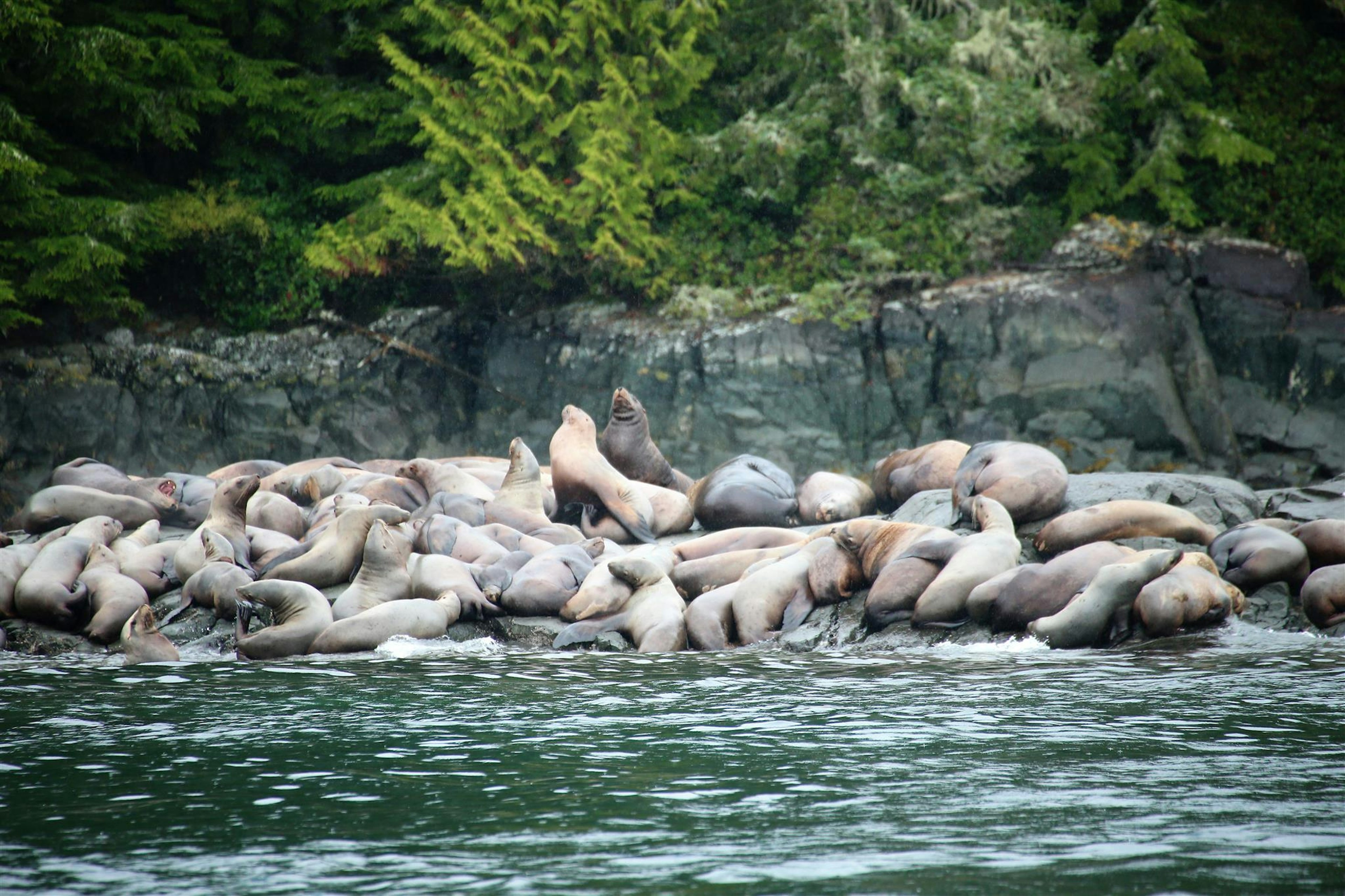 Un grupo de leones marinos descansando en la costa con un fondo verde exuberante