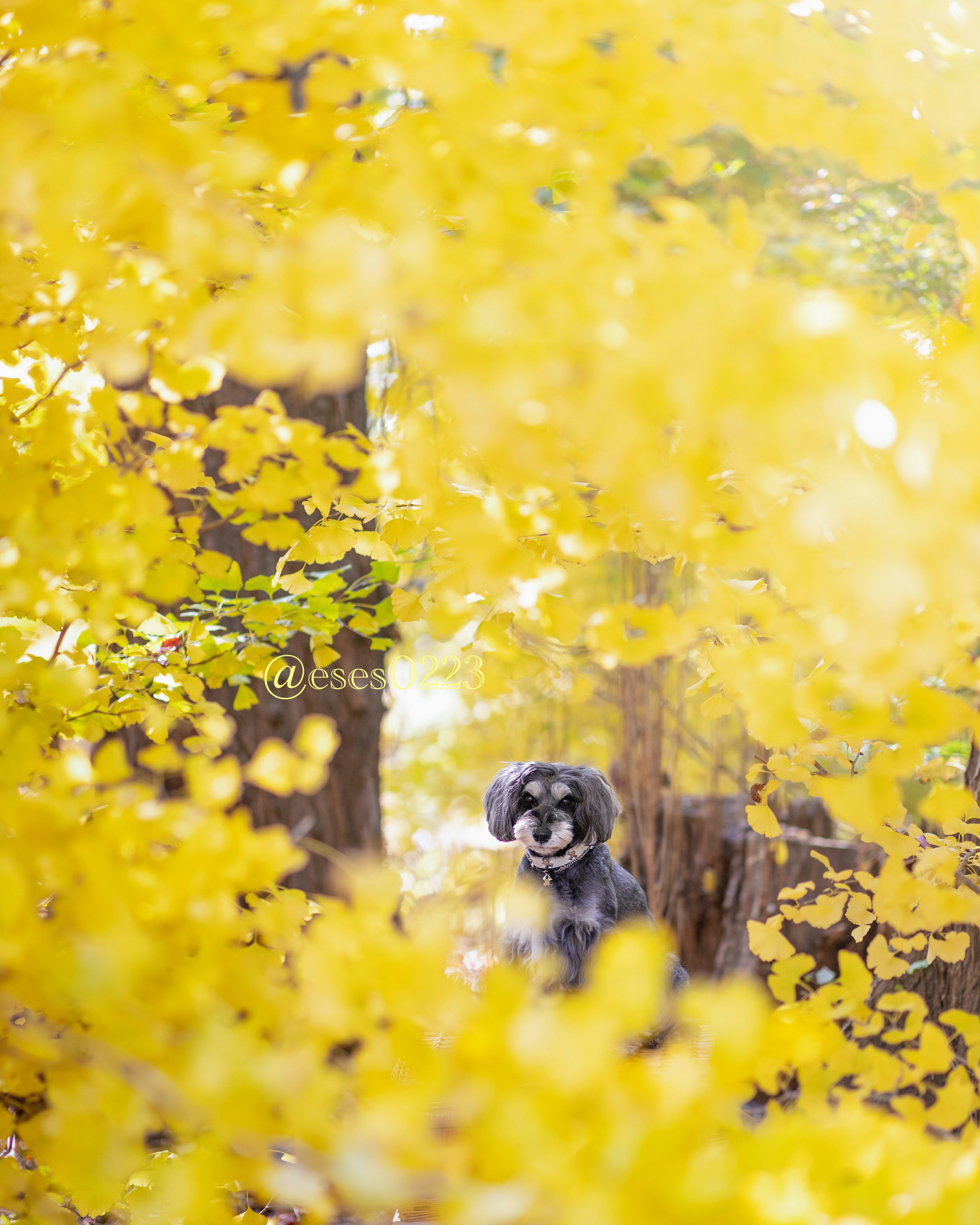 A dog surrounded by vibrant yellow leaves