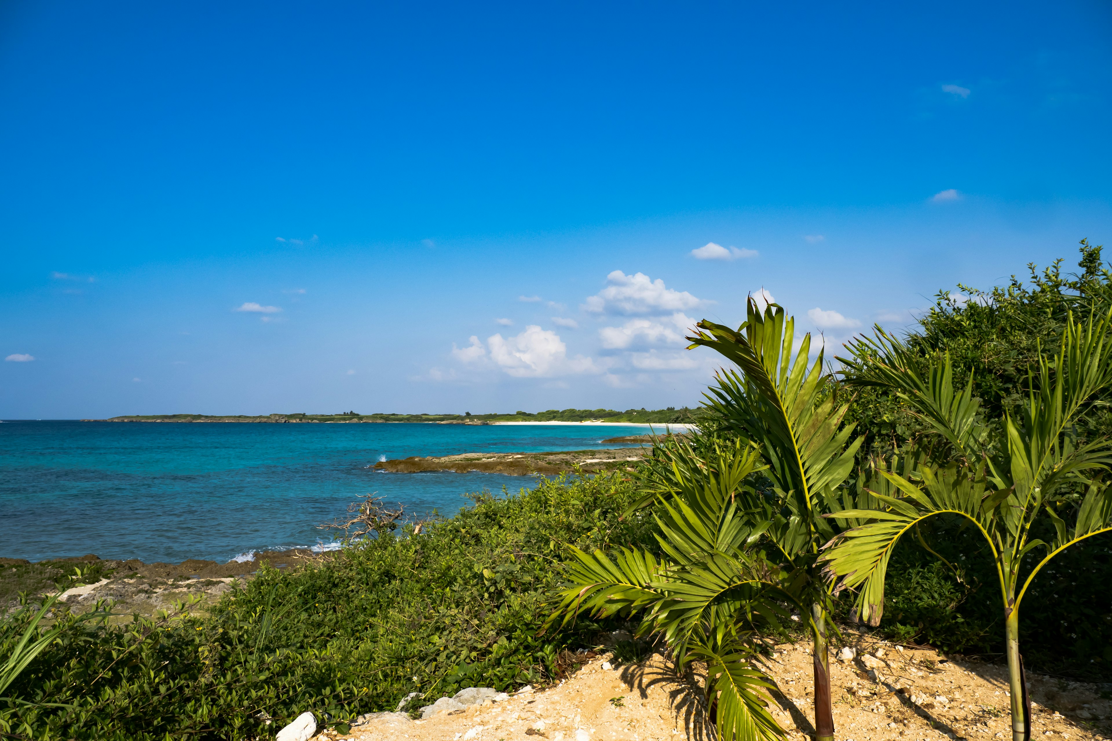 藍色海洋和天空的風景，海灘上有棕櫚樹