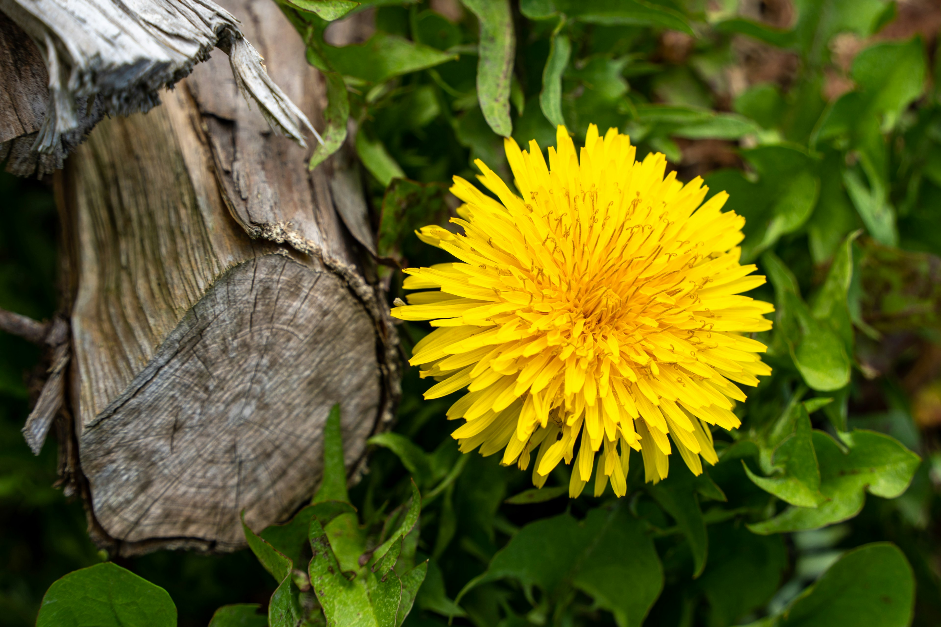 Sebuah bunga dandelion kuning cerah di samping kayu yang sudah lapuk