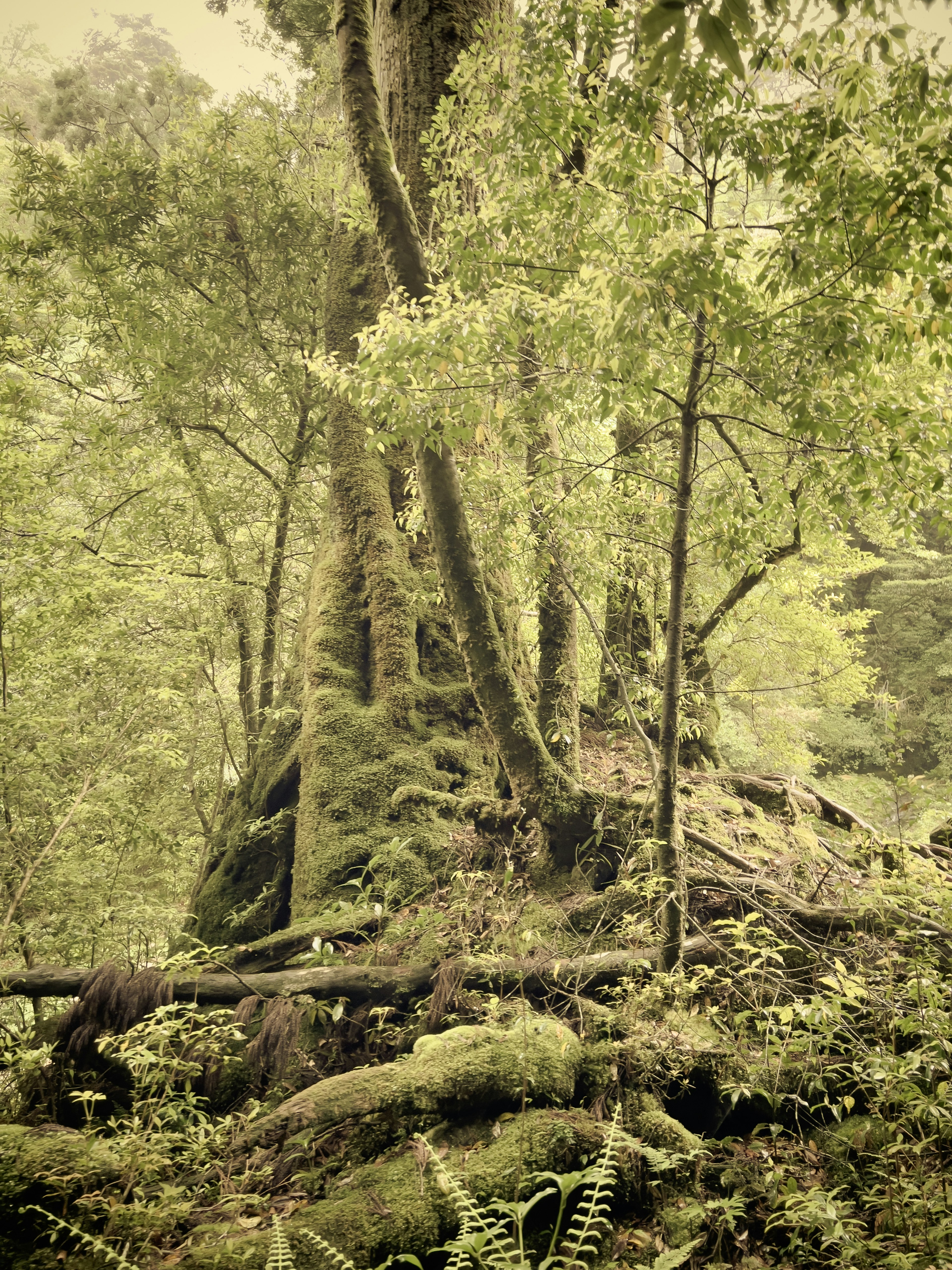 Pohon besar berdiri di hutan lebat dengan lumut dan pakis di pangkalnya