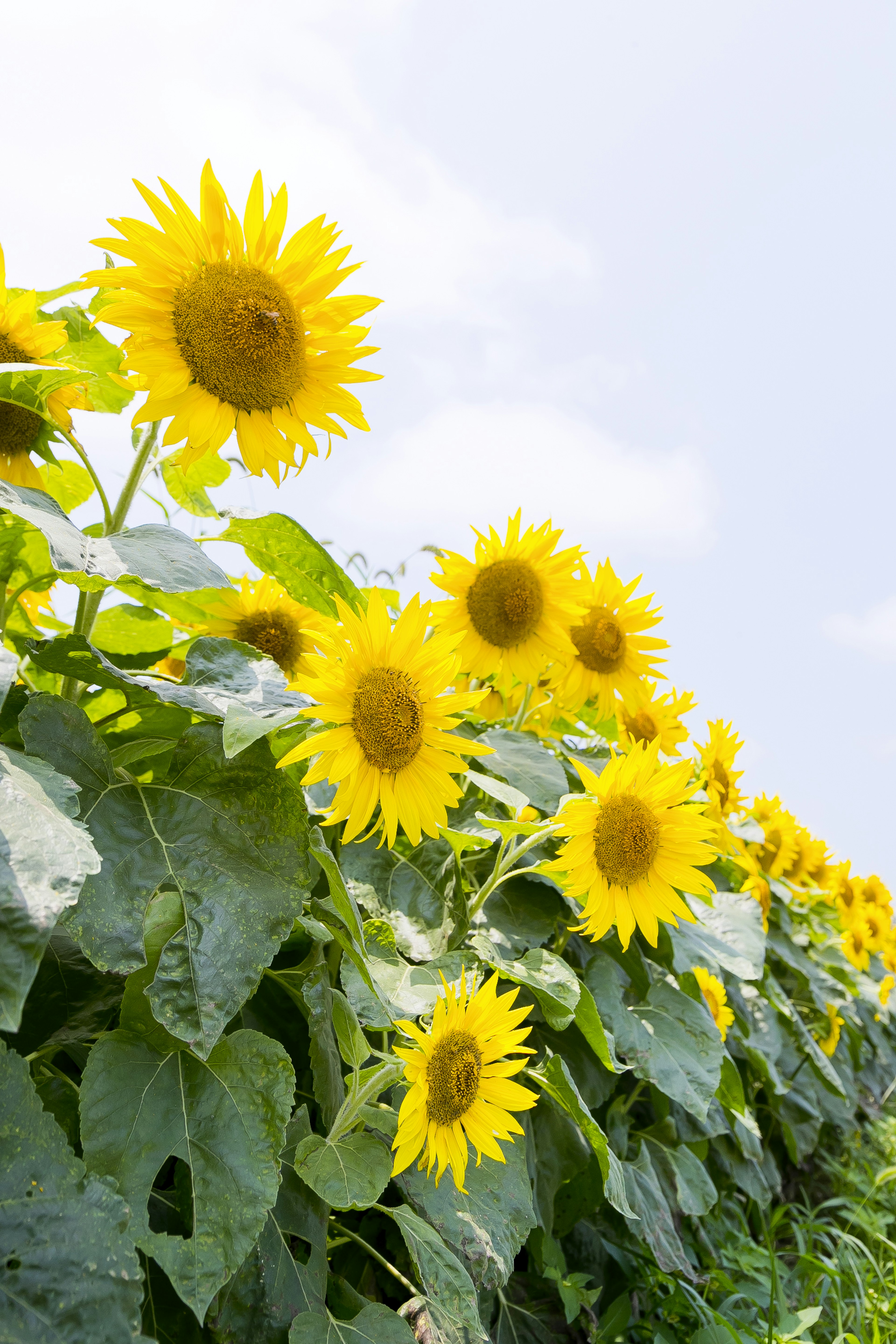 Sunflowers blooming towards the sky with green leaves surrounding