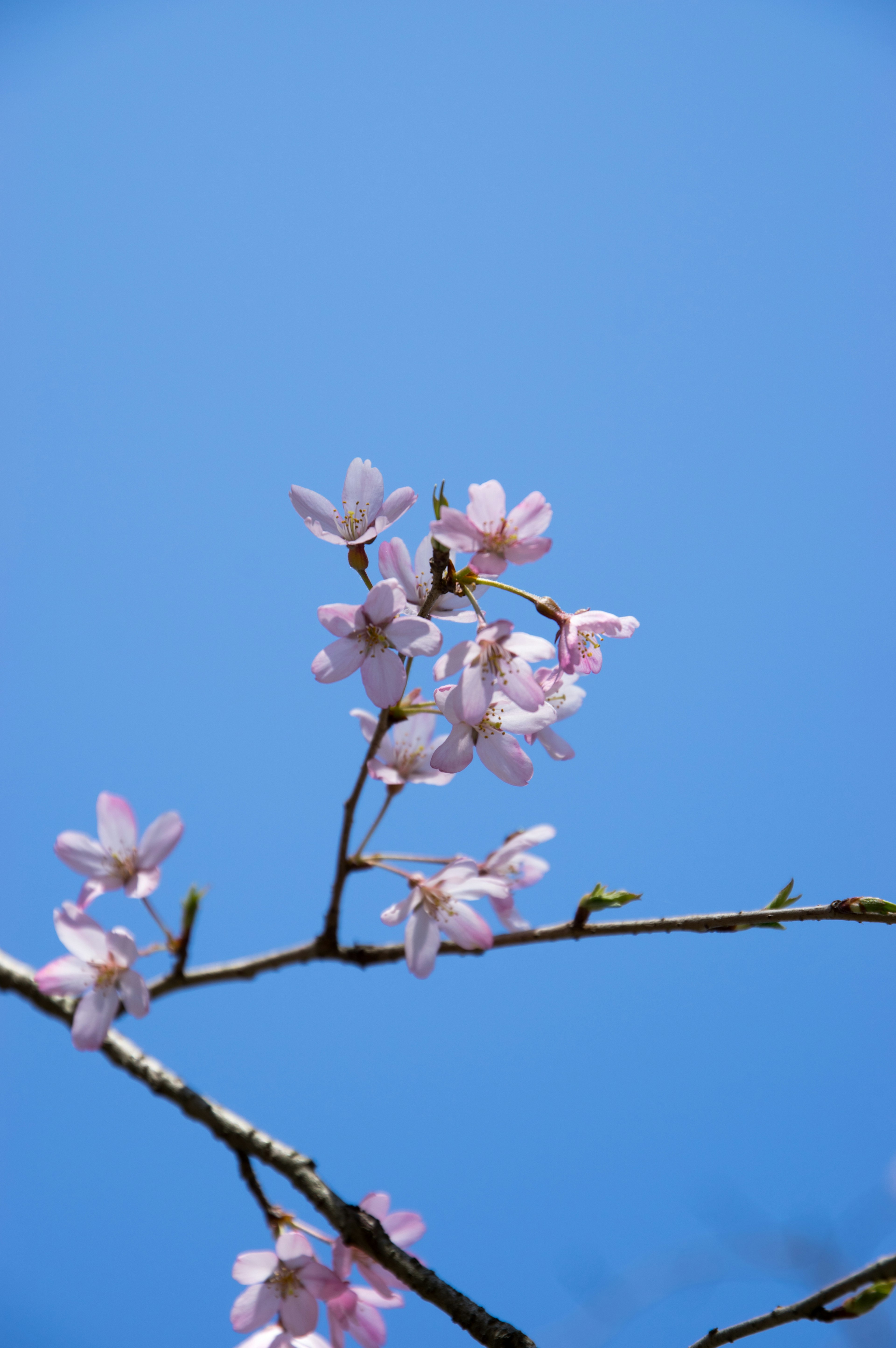 青空の下に咲く桜の花の枝