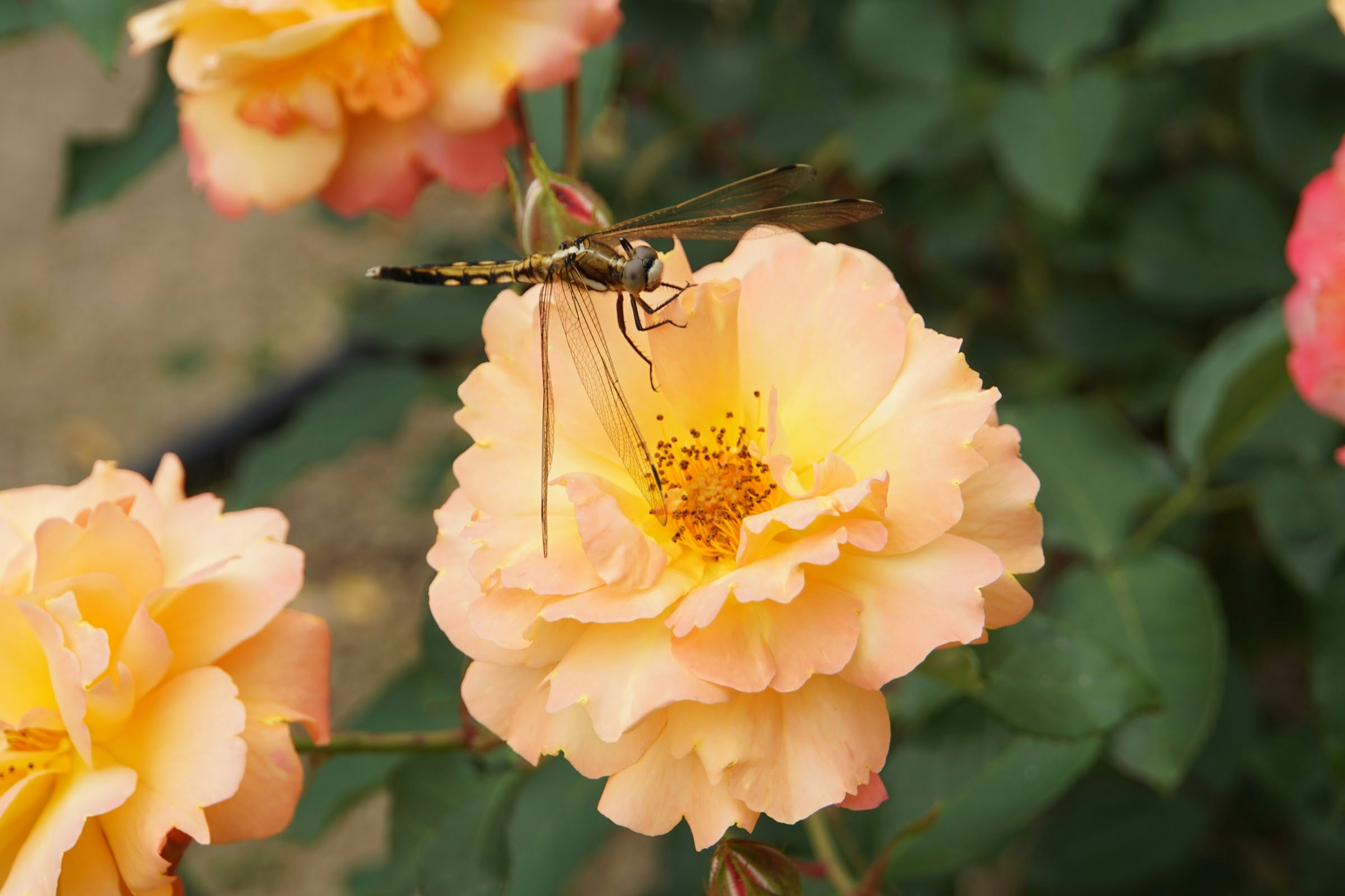 オレンジ色のバラの花に止まっている昆虫のクローズアップ