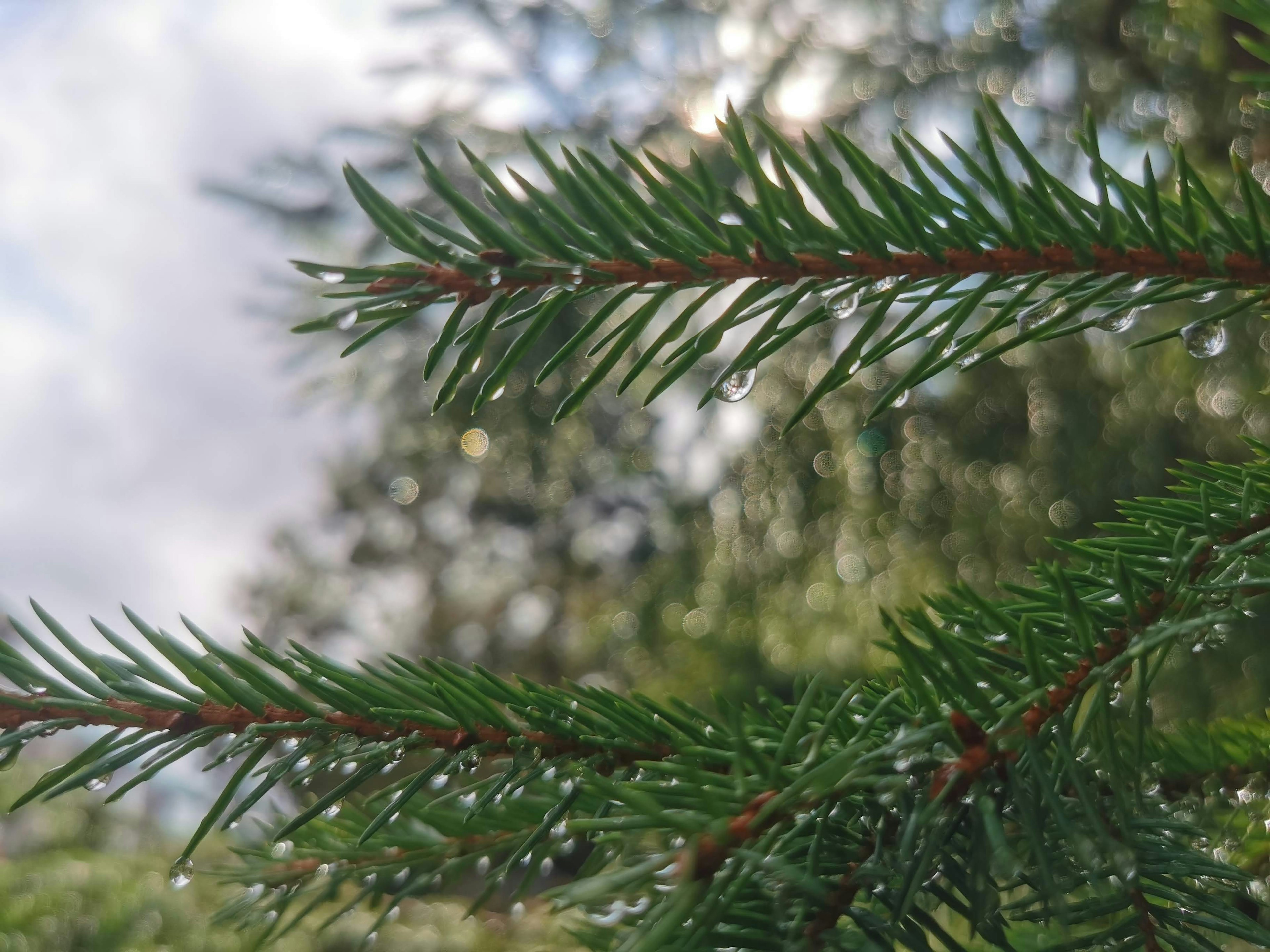 Primo piano di rami di alberi sempreverdi con gocce d'acqua