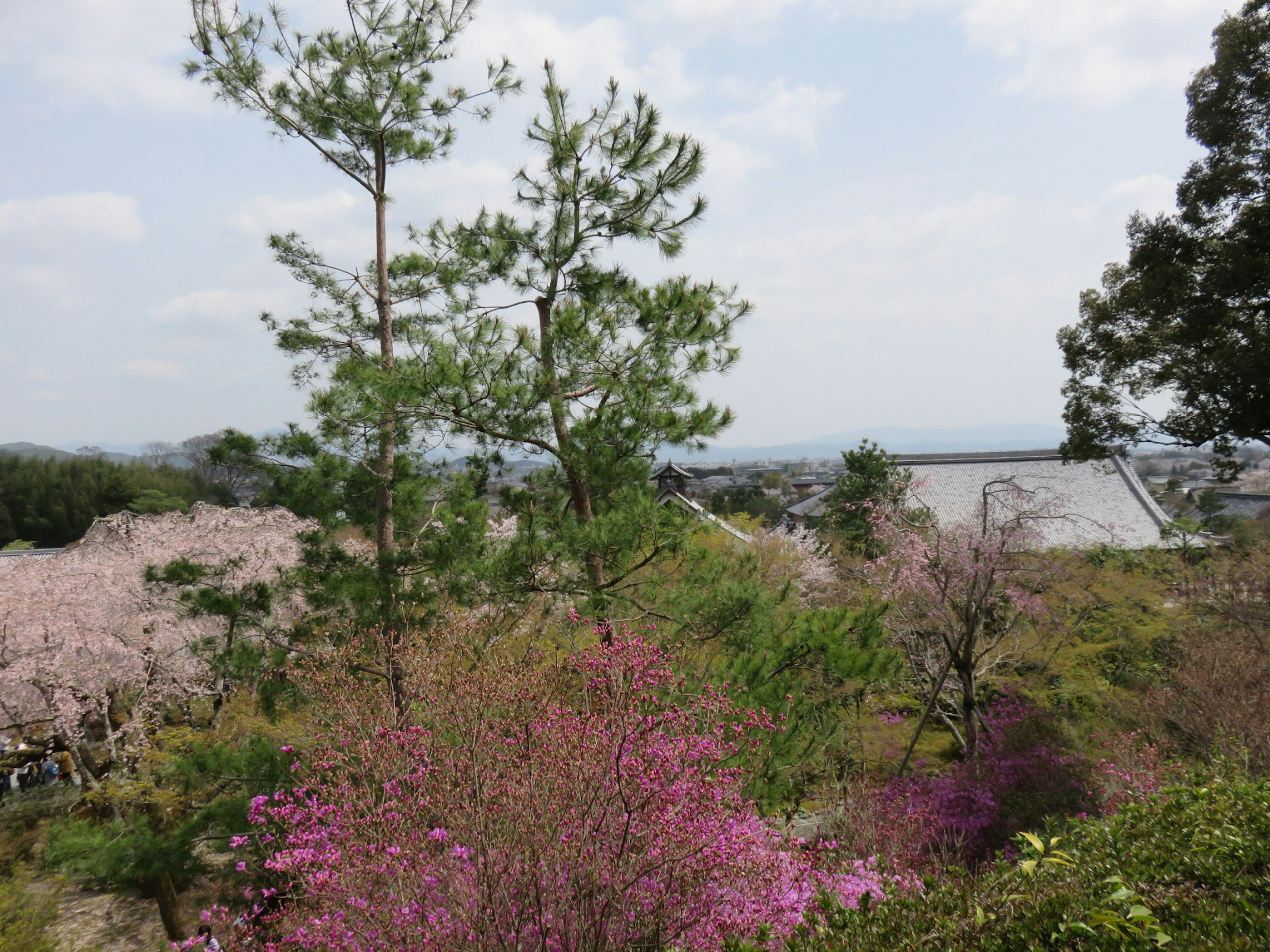 美麗的花朵和綠色樹木的風景