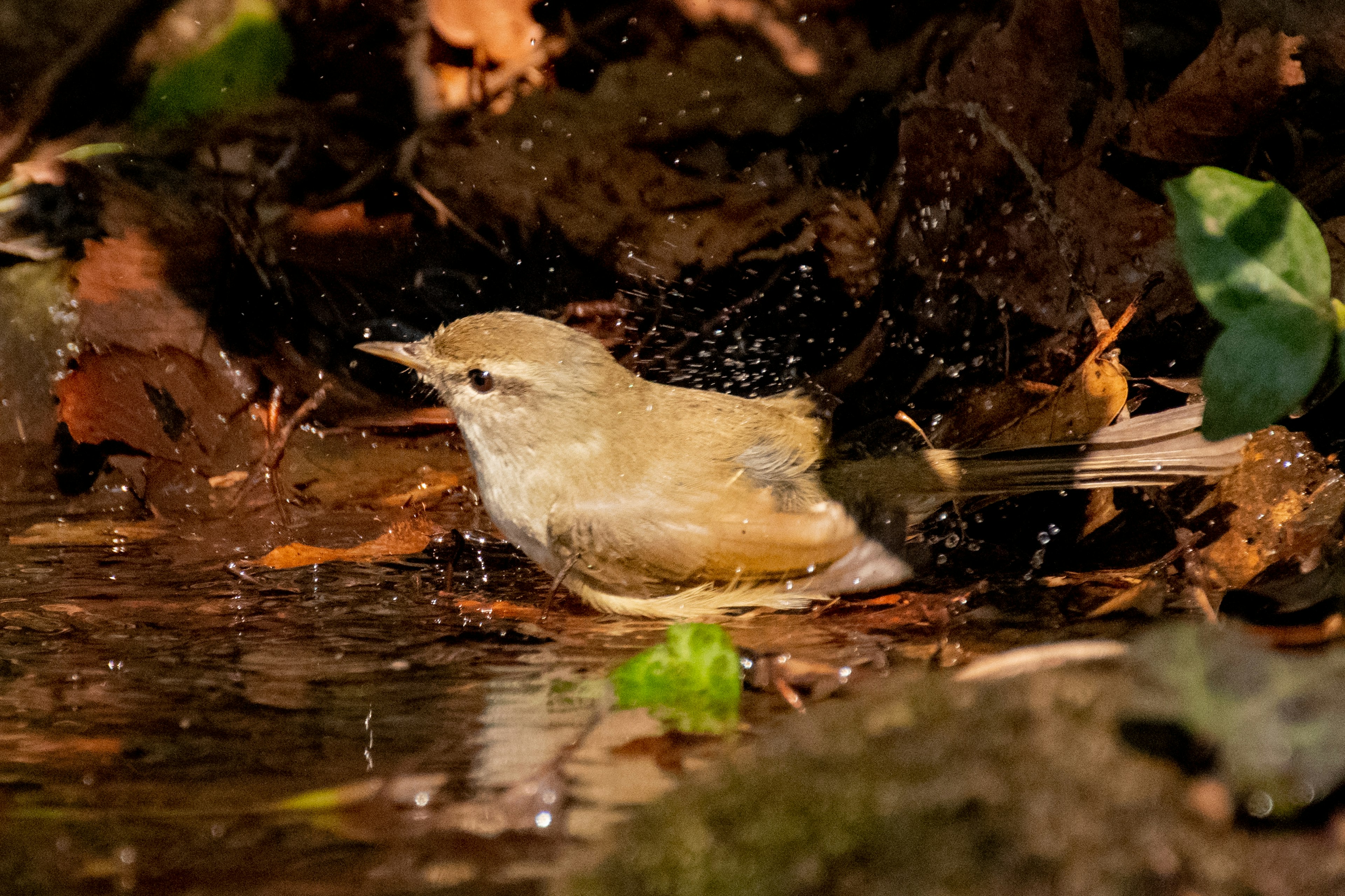 Acercamiento de un pequeño pájaro bañándose en agua rodeado de hojas y plantas verdes