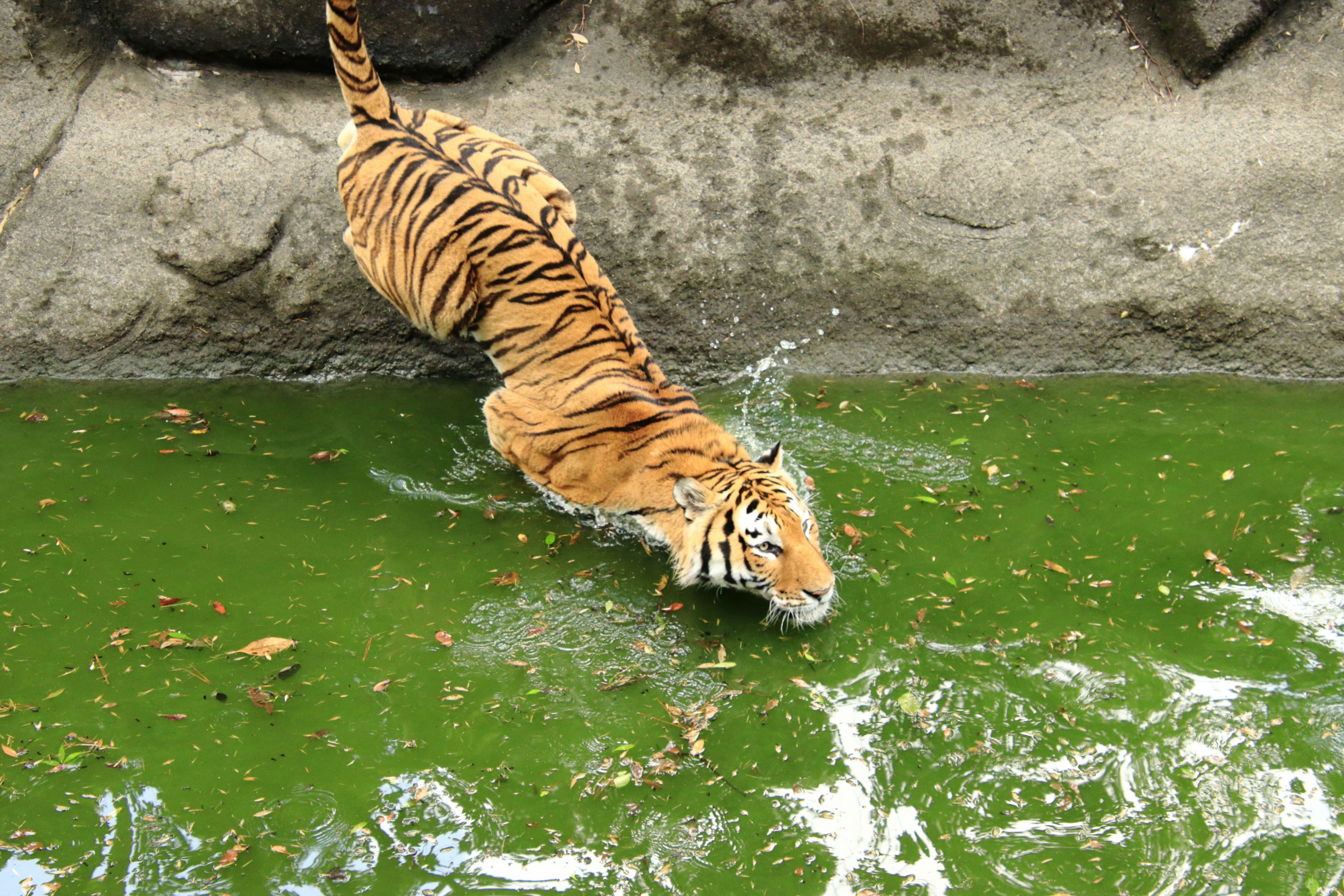 Un tigre jugando en agua verde con un fondo rocoso