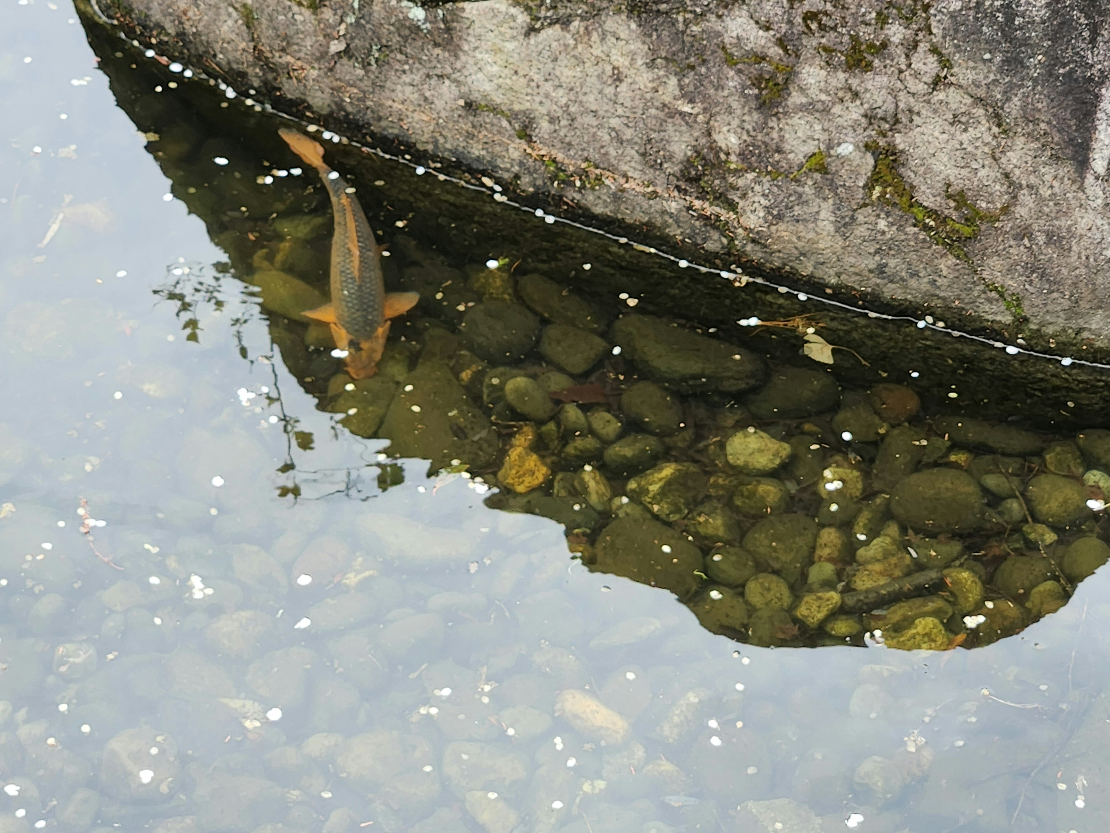 Image capturant un poisson et des pierres reflétés sous la surface de l'eau