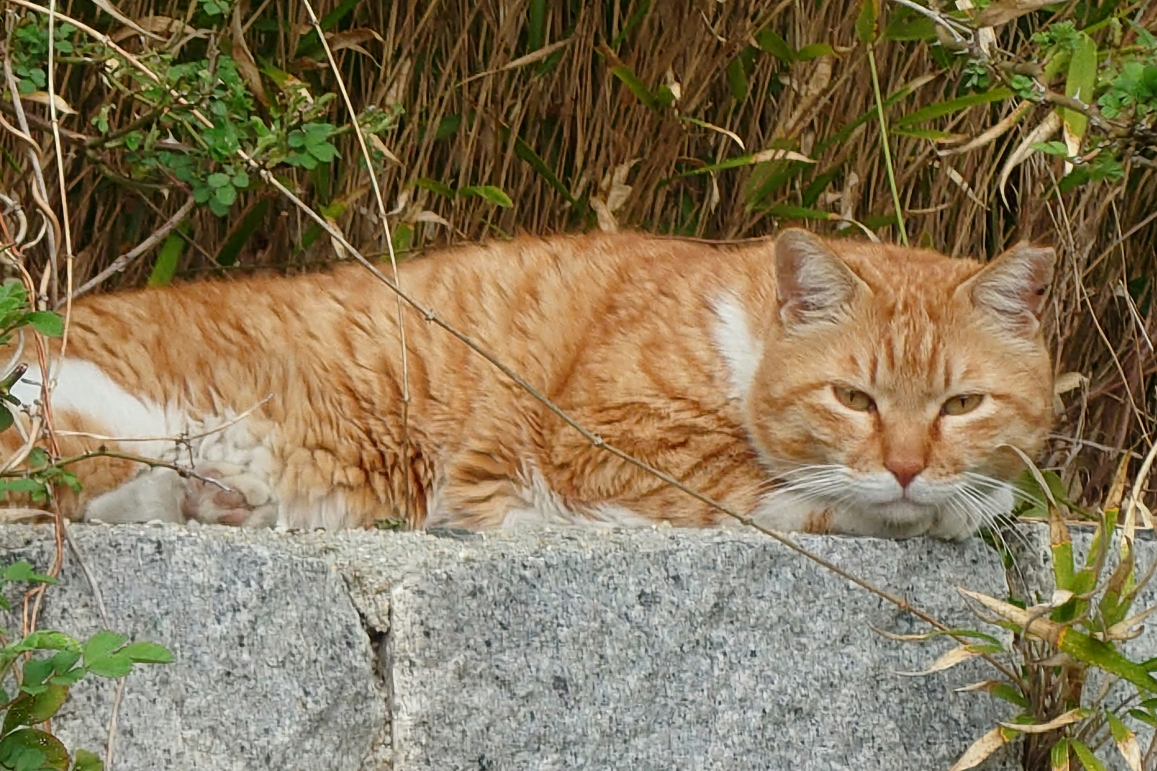 An orange cat lounging on a stone surface