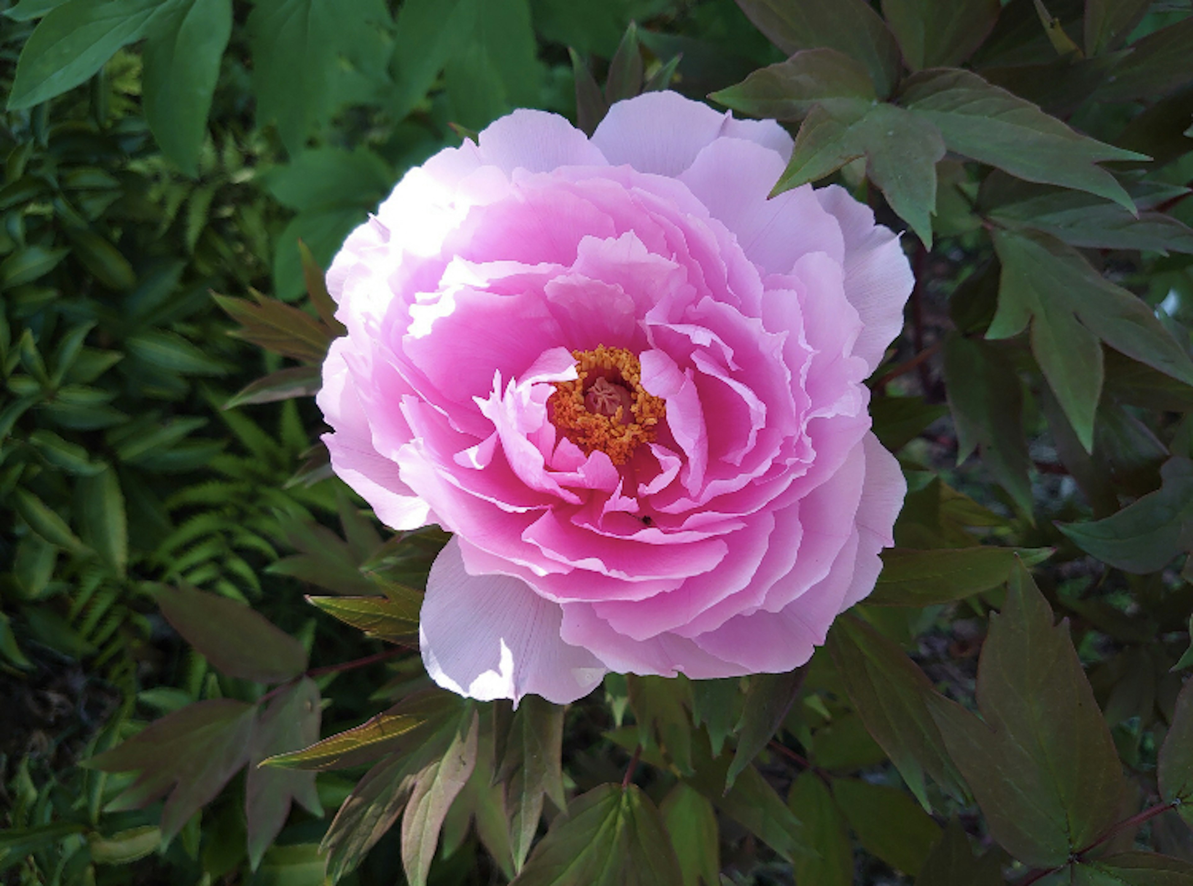 Bella fioritura di peonia con petali rosa chiaro