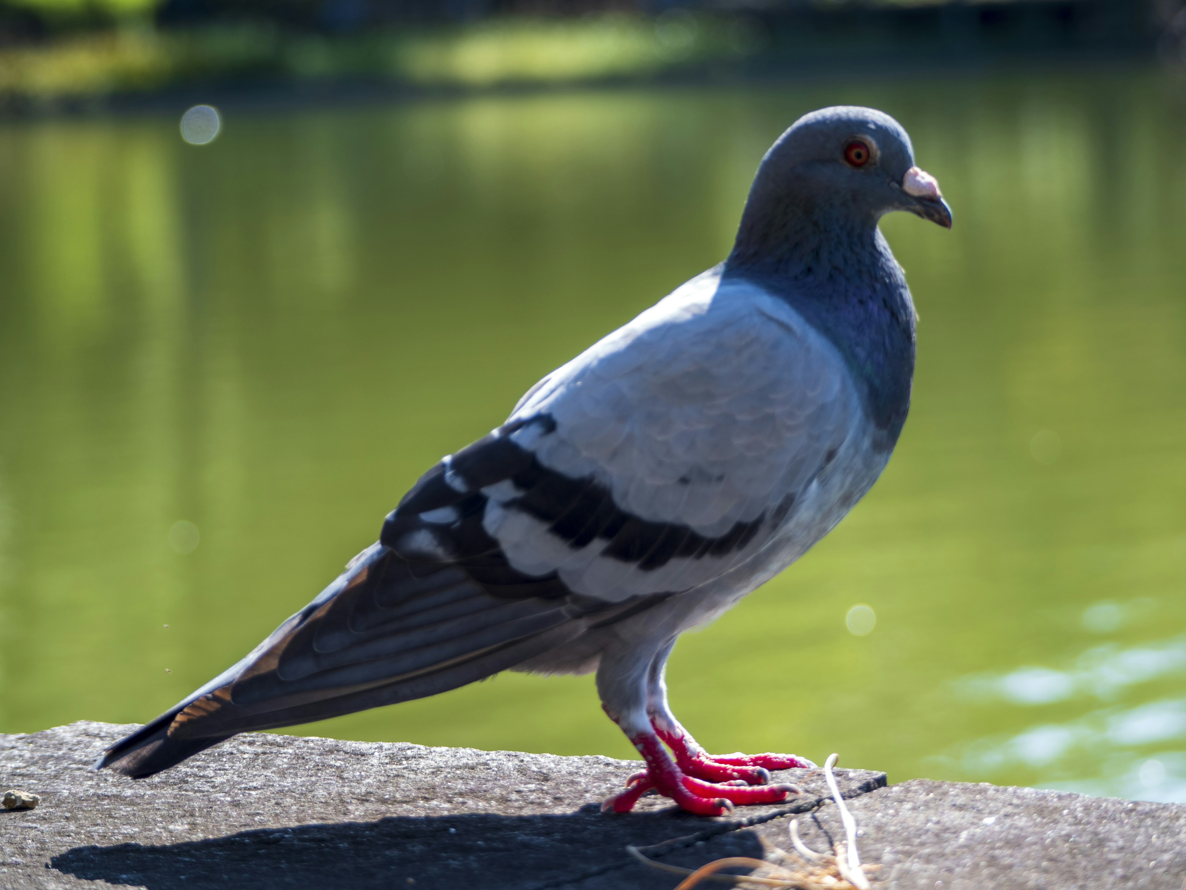 Detailed photo of a pigeon standing by the water