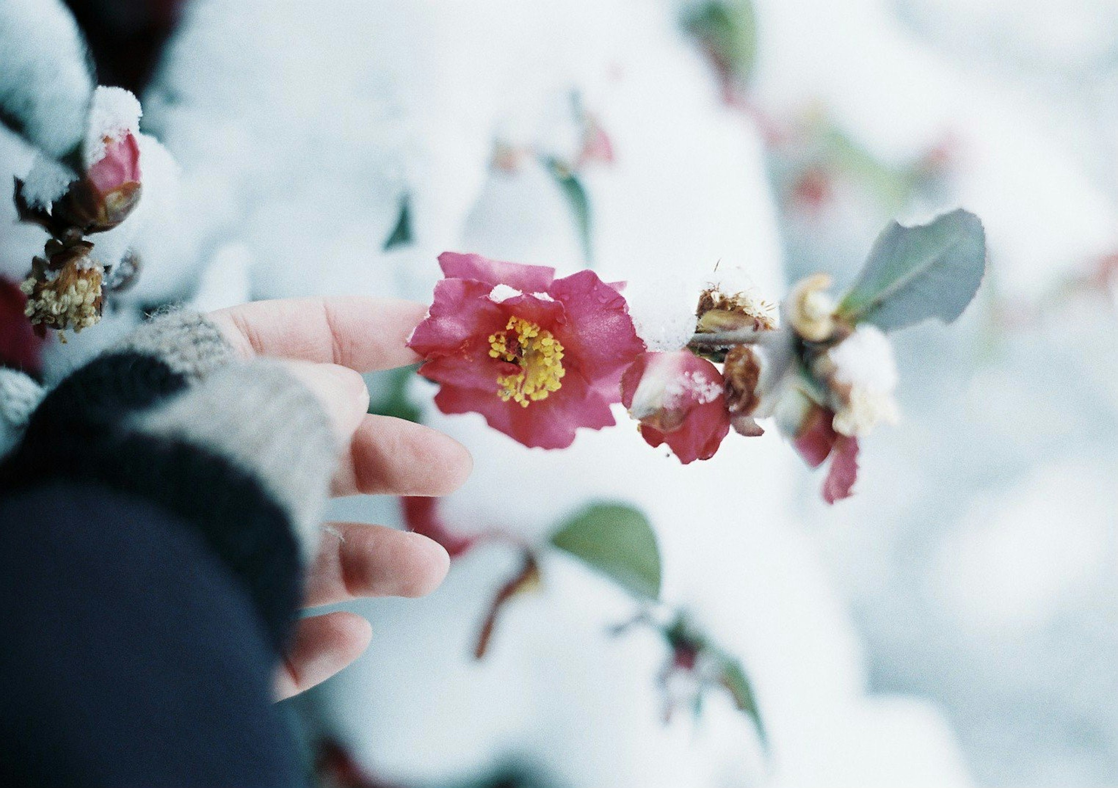 雪に覆われた花と手の近接写真