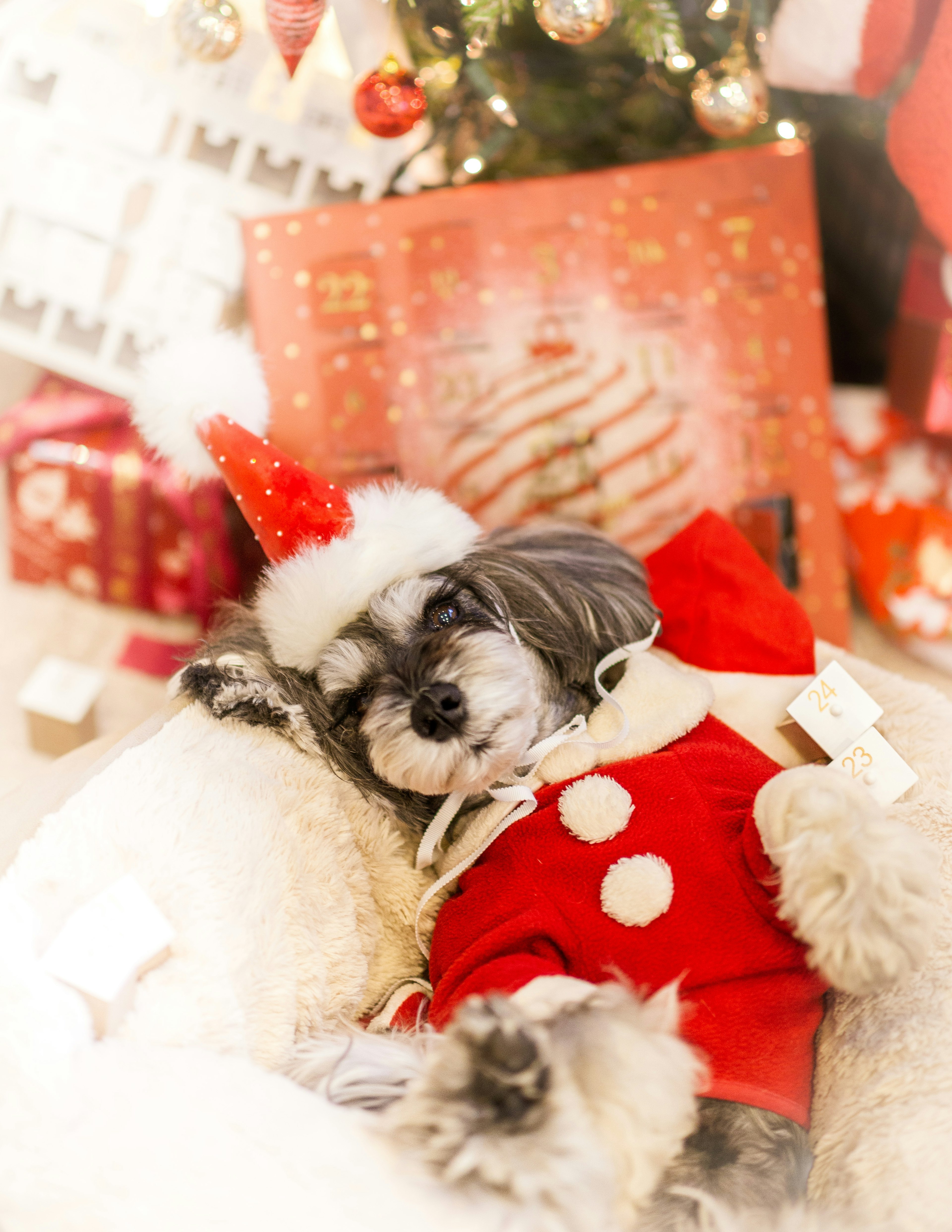 A dog wearing a Christmas outfit sleeping in front of presents