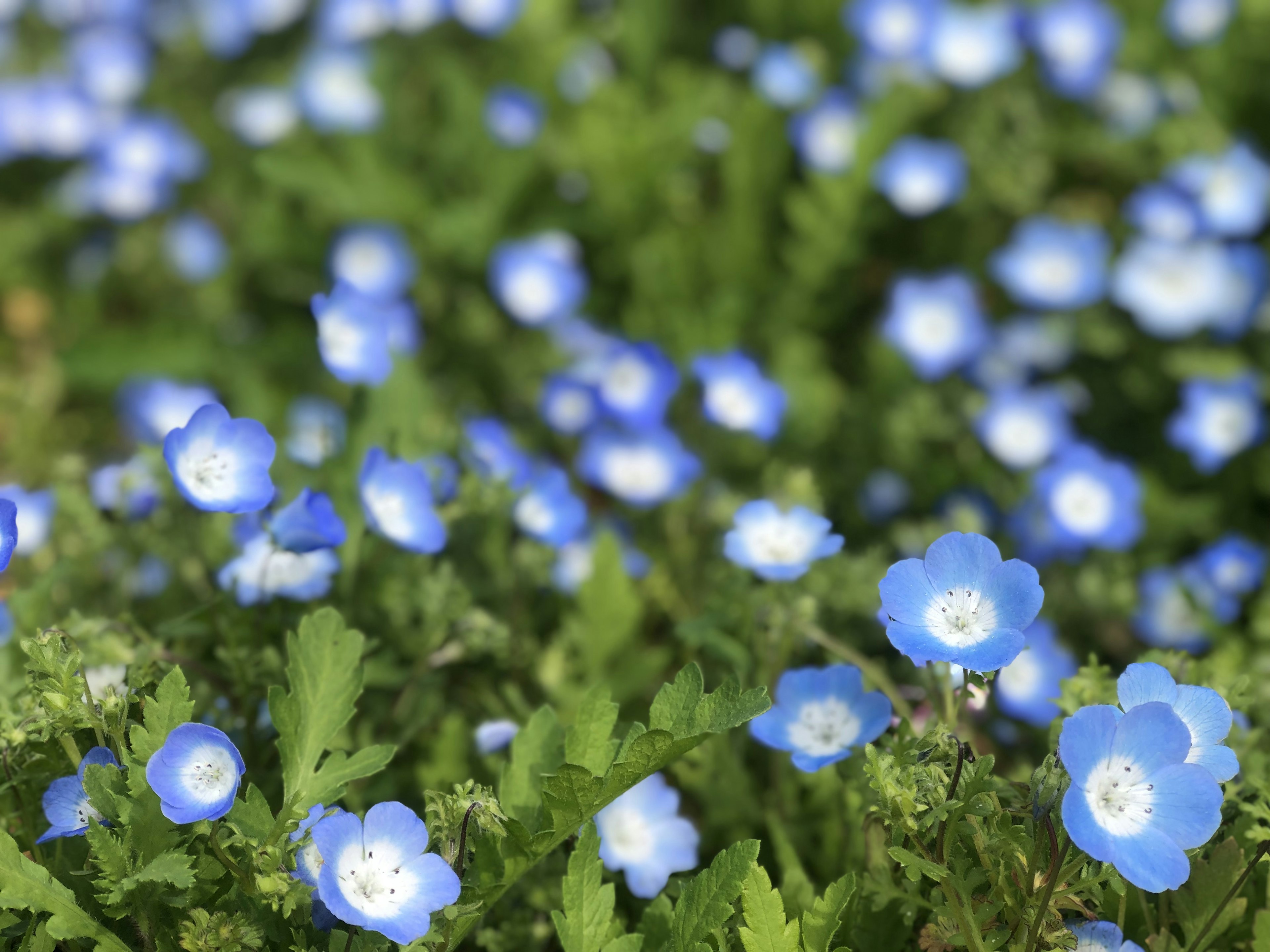 Ein Feld mit kleinen blauen Blumen umgeben von grünem Laub