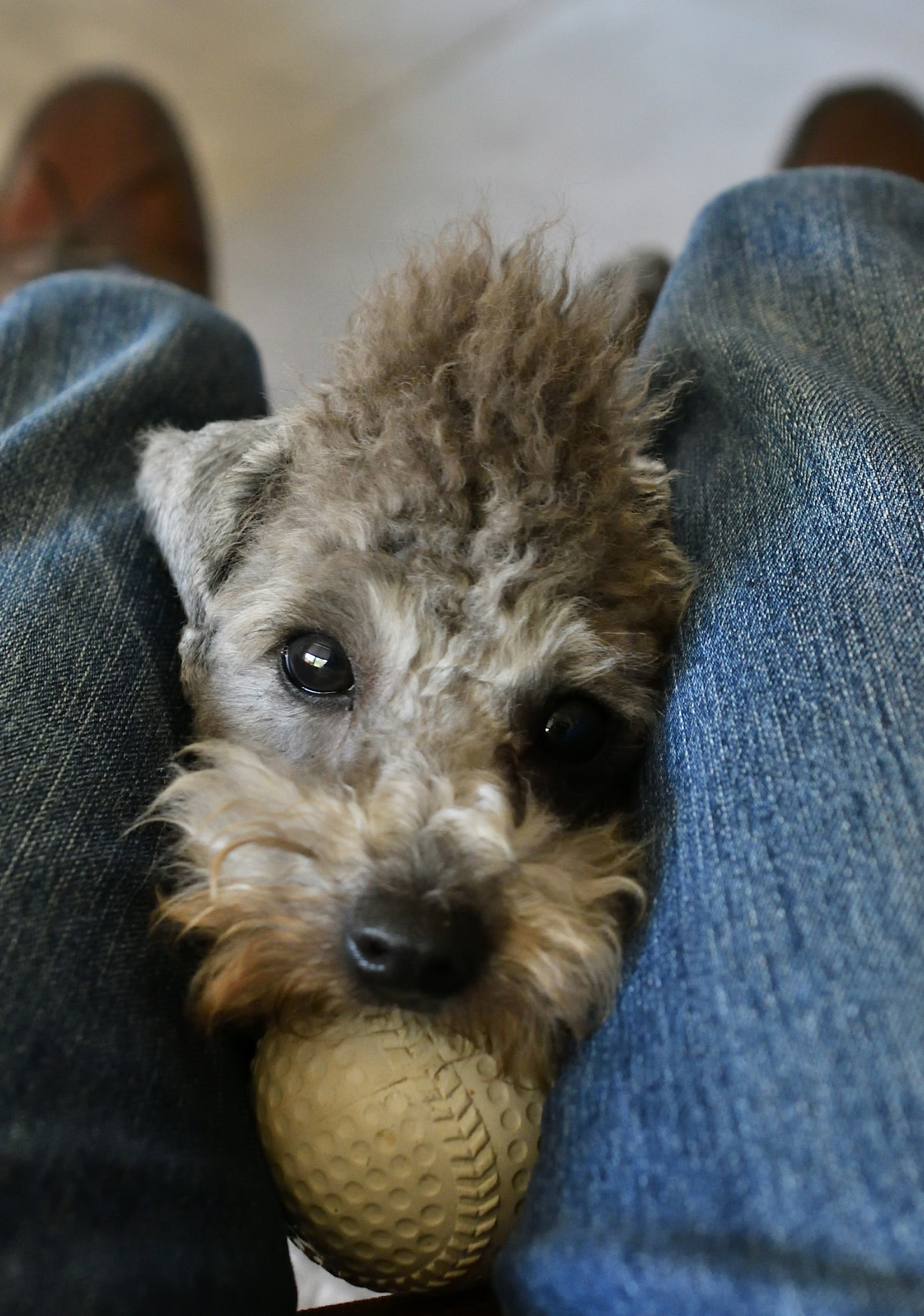 A small dog holding a ball nestled between a person's legs