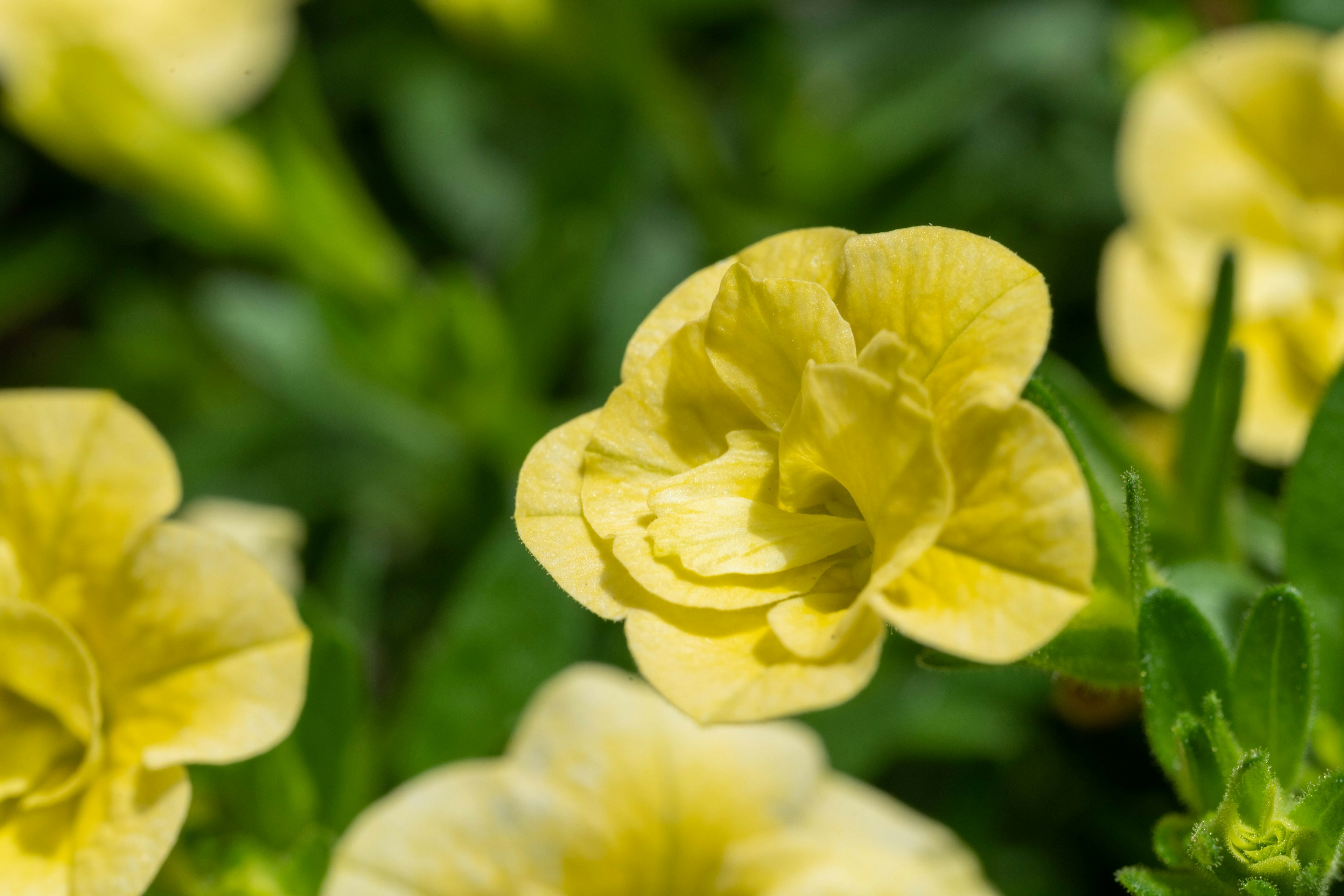 黄色の花が咲いている緑の背景の中のクローズアップ