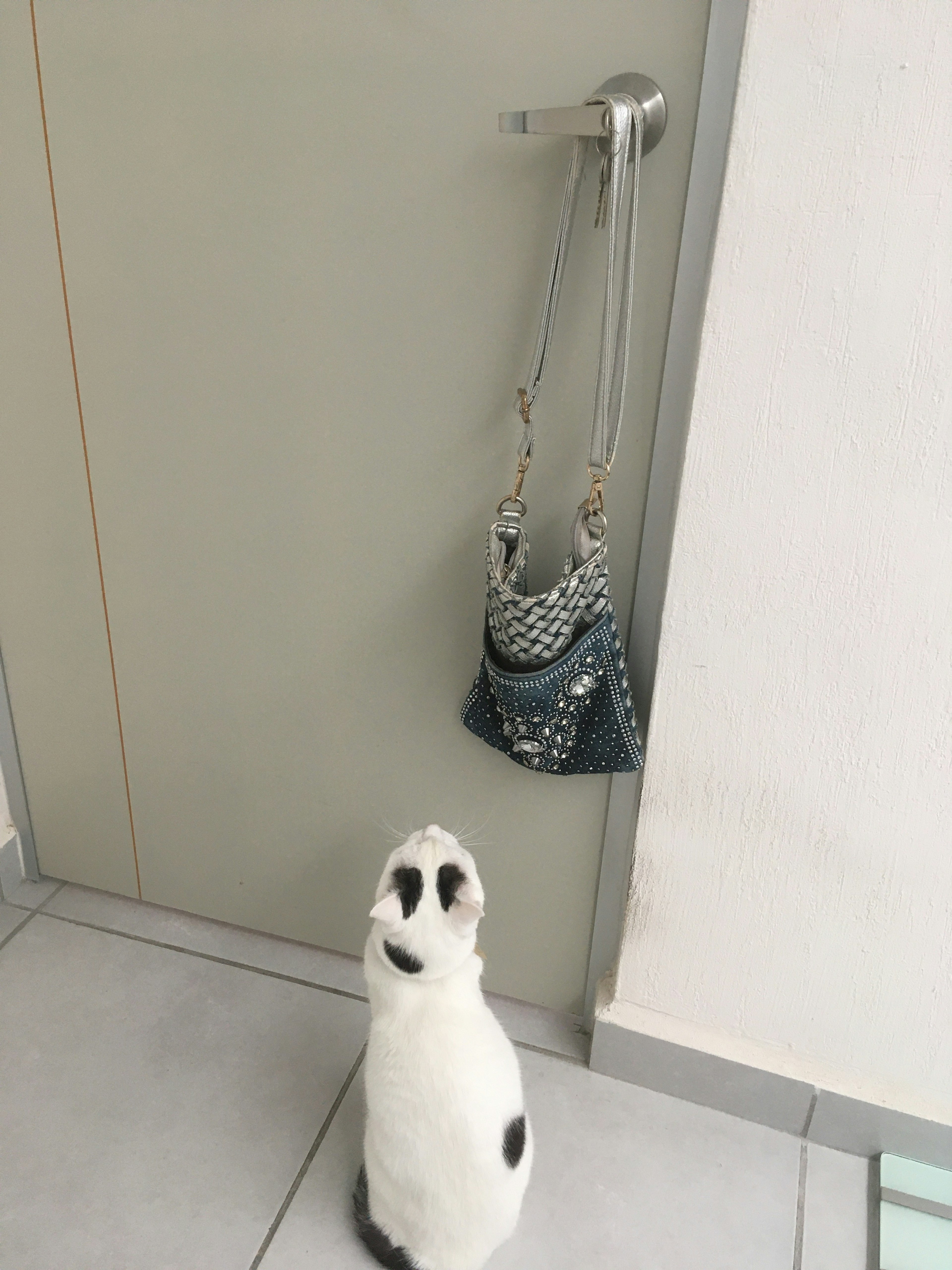 A white cat standing in front of a door looking up at a handbag