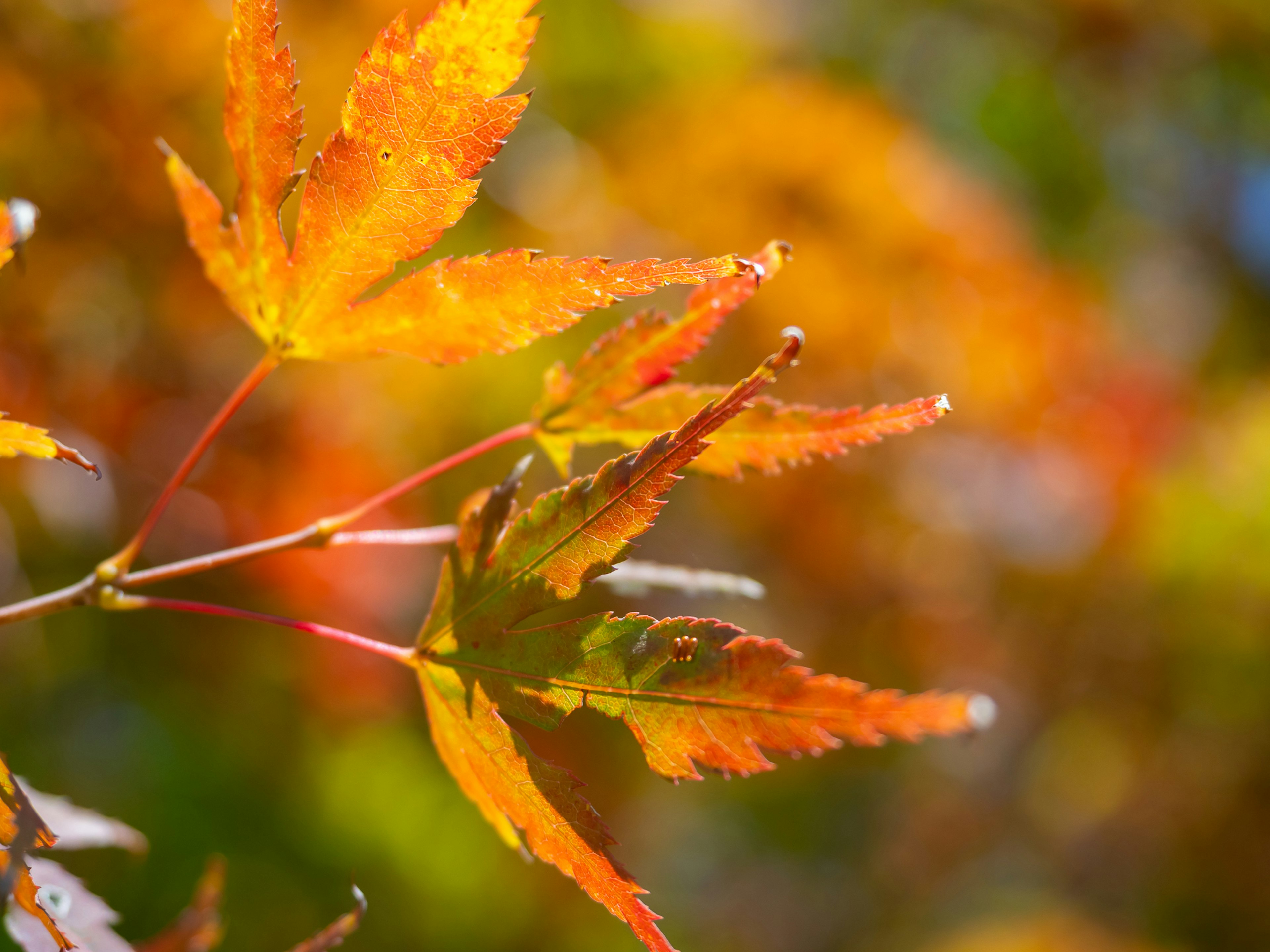 Branch of a maple tree with vibrant orange leaves